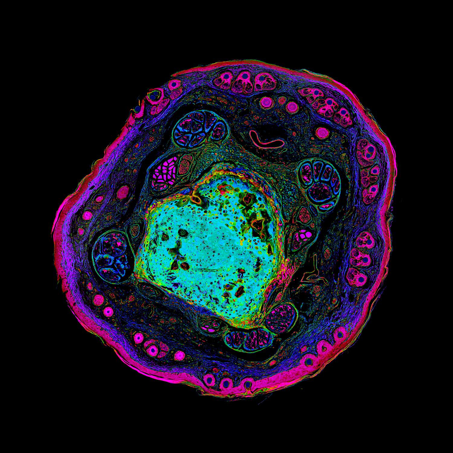 Pop Art Series - Cross Section of a Mouse Tail