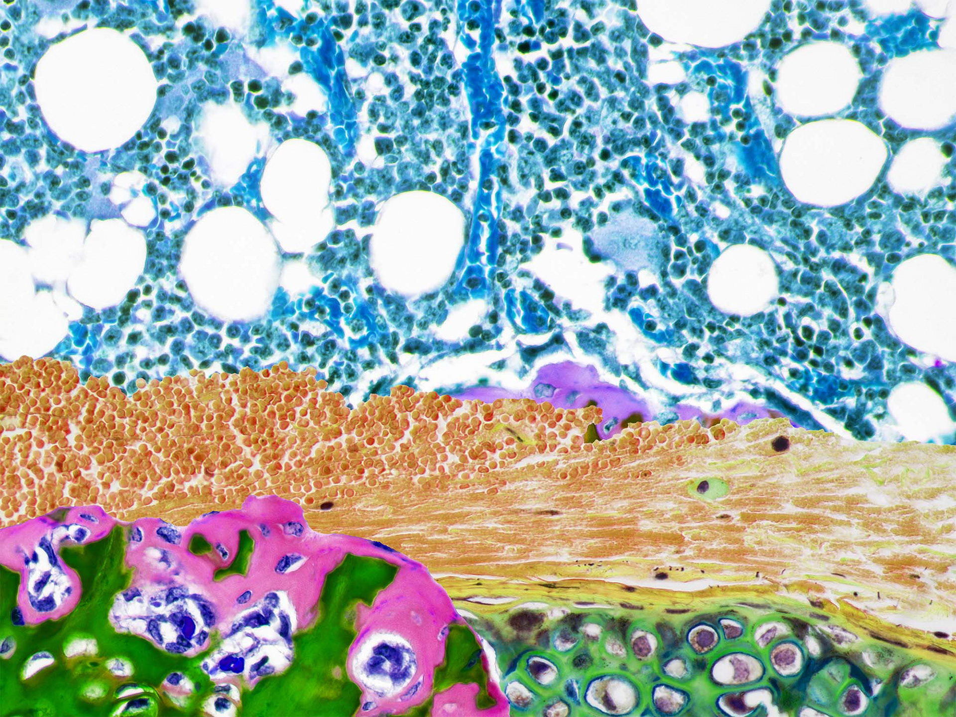 Mouse Knee Bone and Trachae Collage, Brightfield