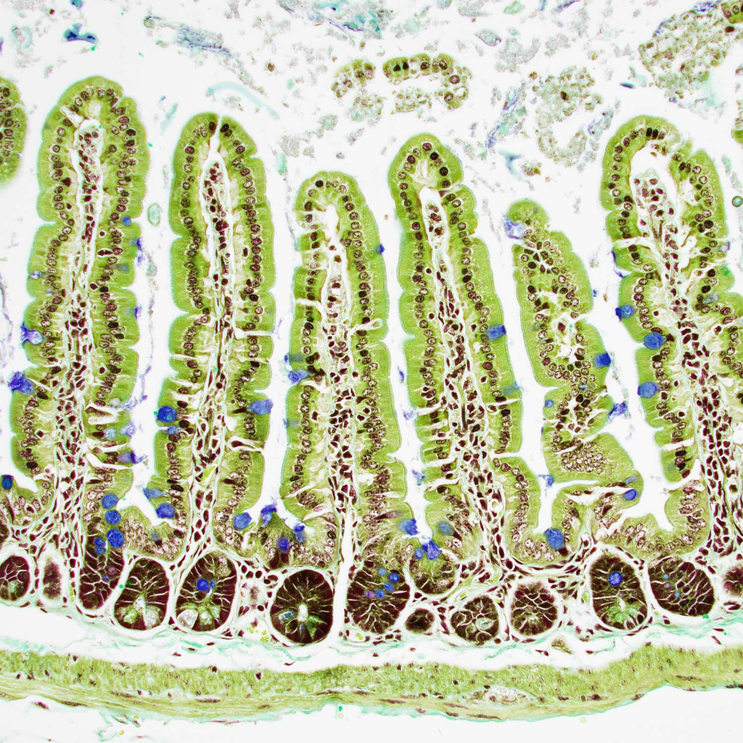 Mouse Small Intestine - Brightfield