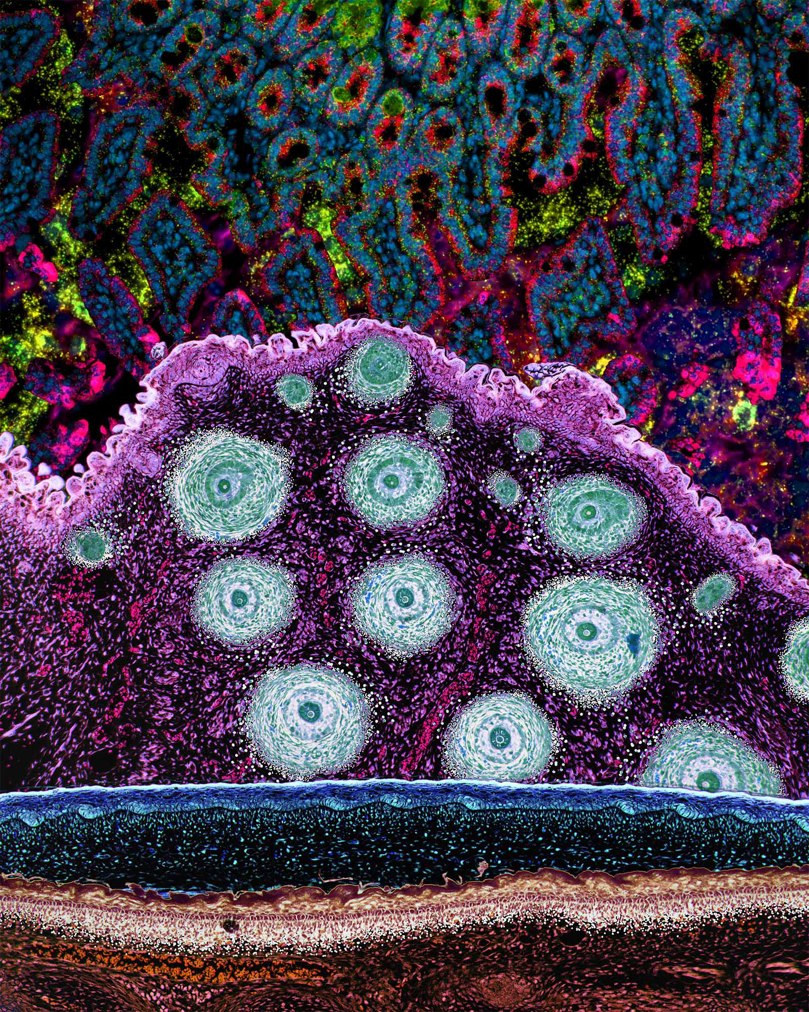 Mouse Embryo, Intestine, and Salivary Gland Collage, Mixed Media