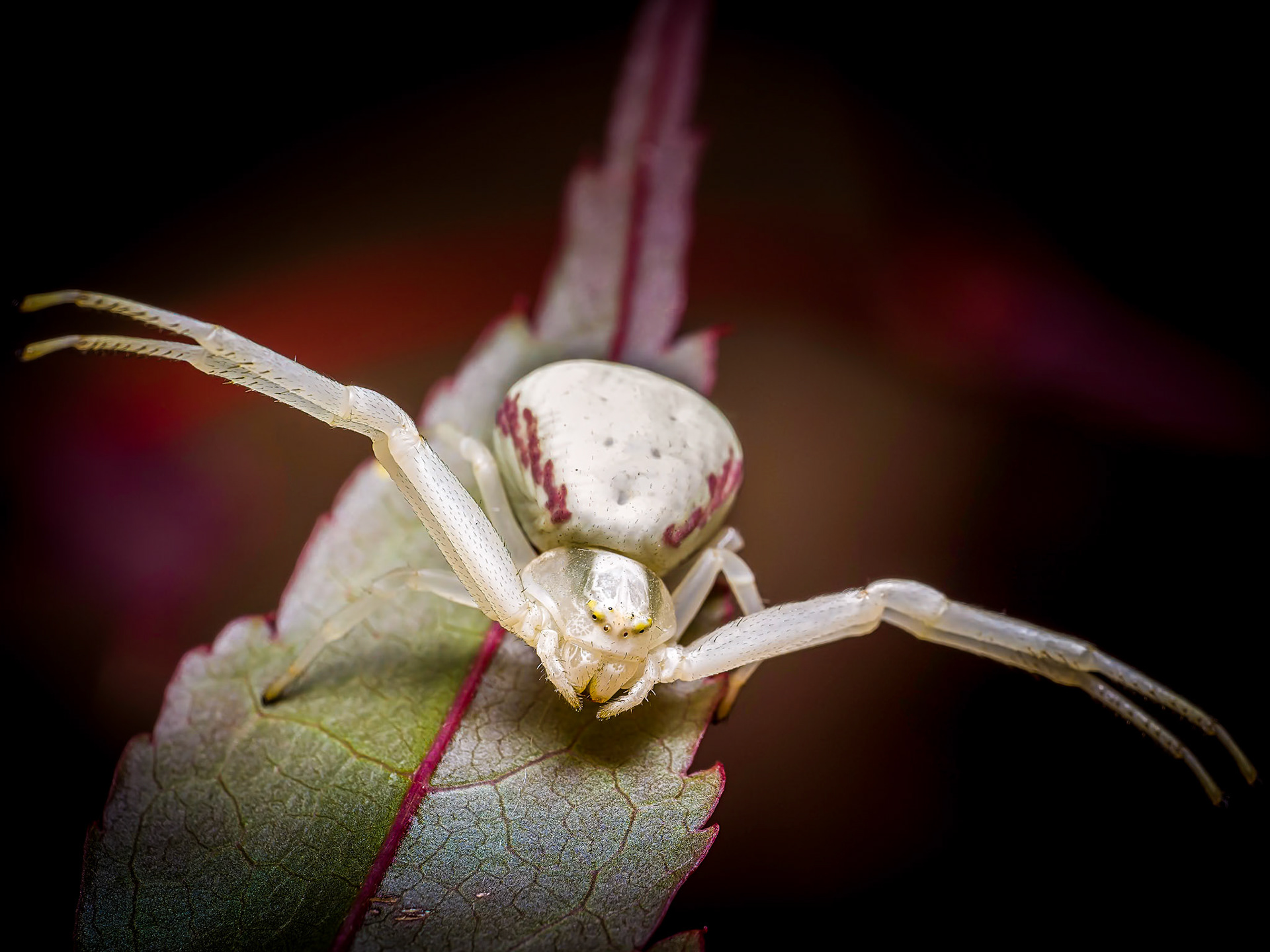 Misumena vatia