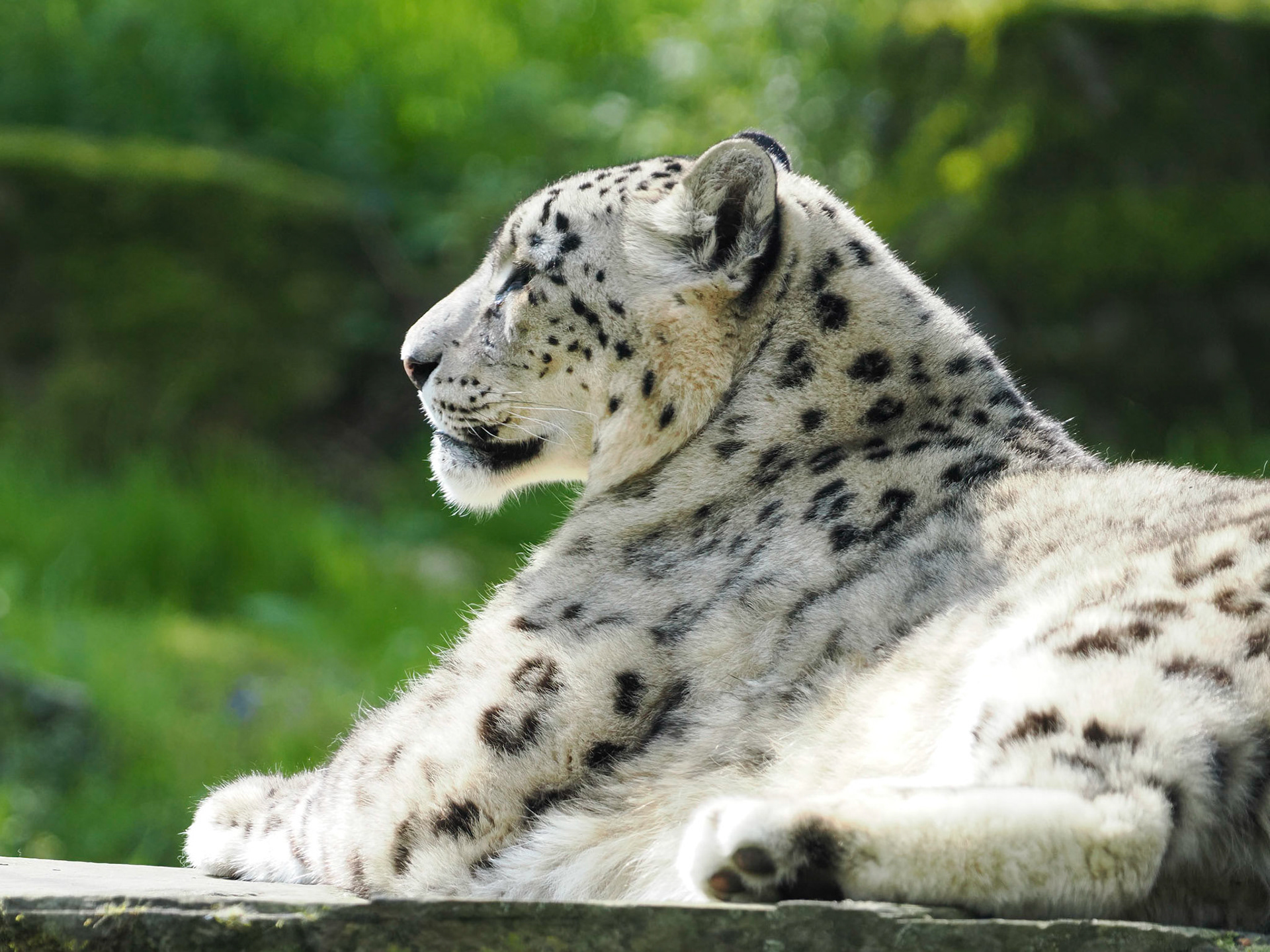 Panthera uncia
