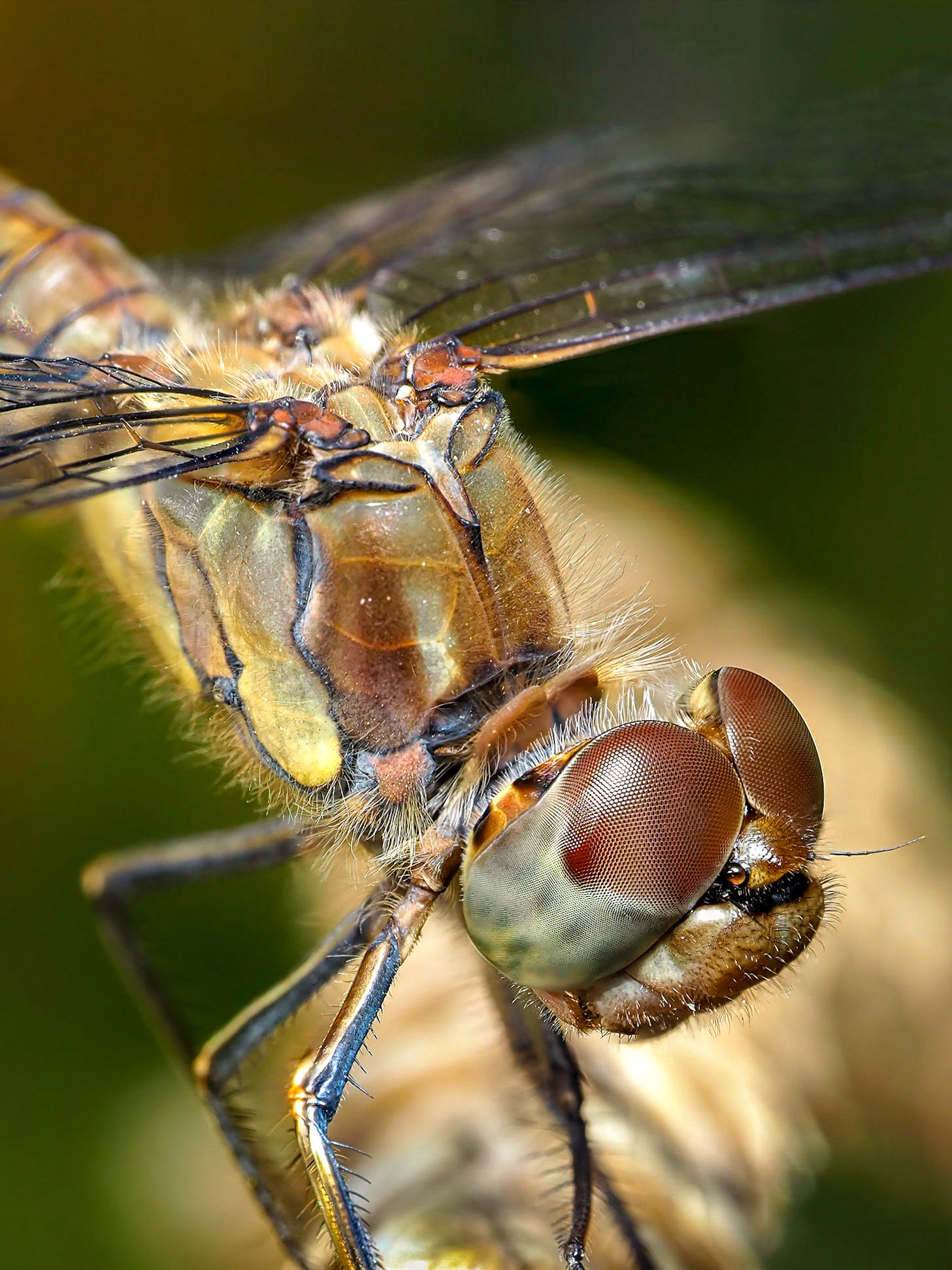 Sympetrum striolatum