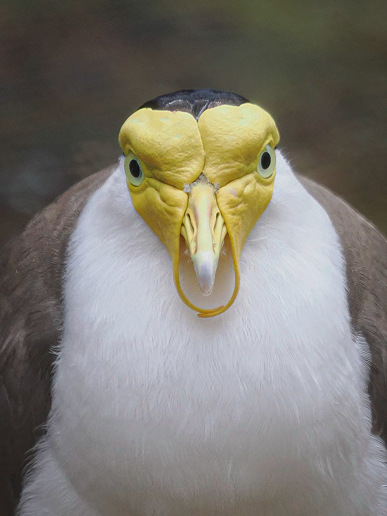 Vanellus miles