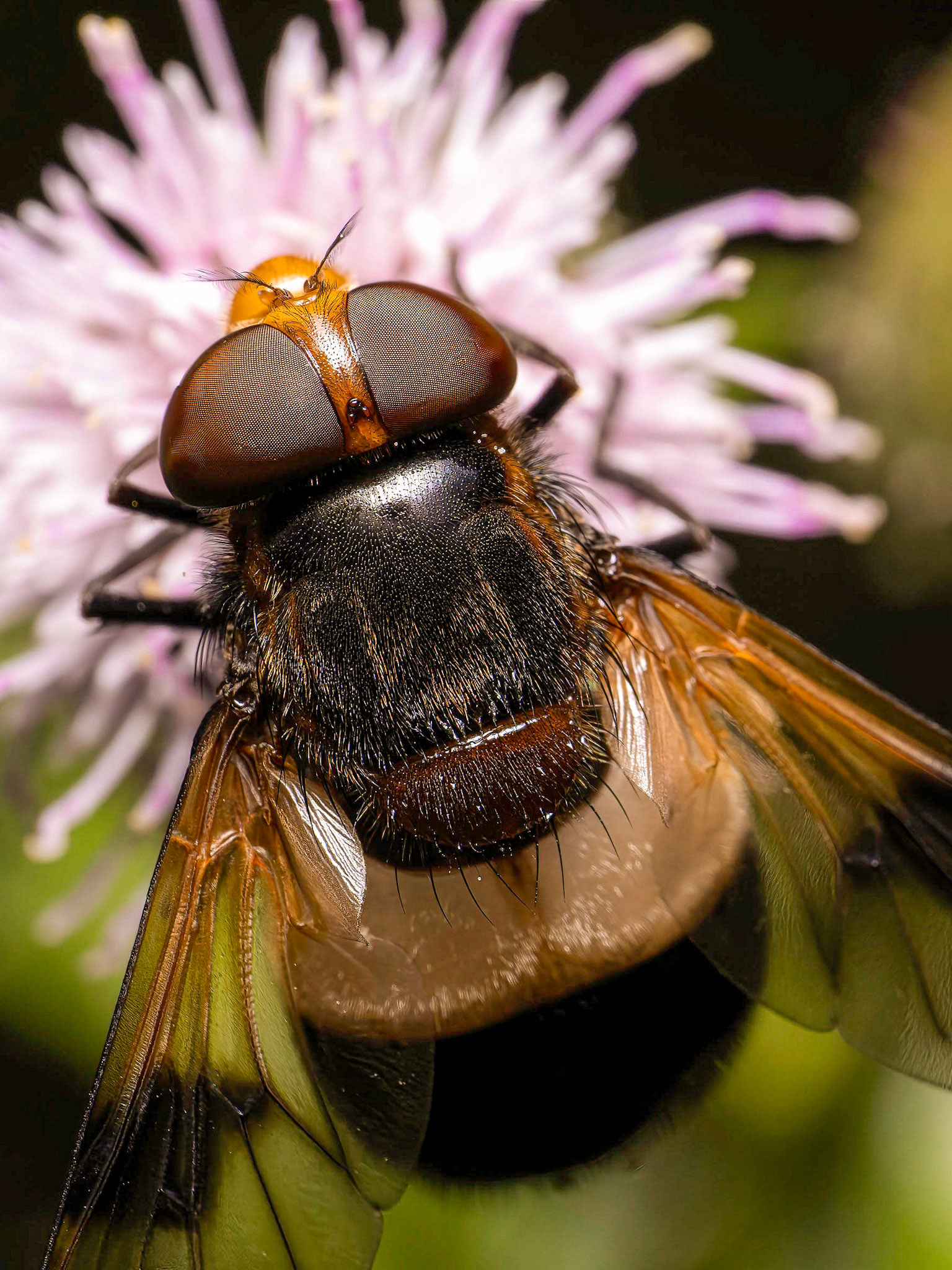 Volucella pellucens