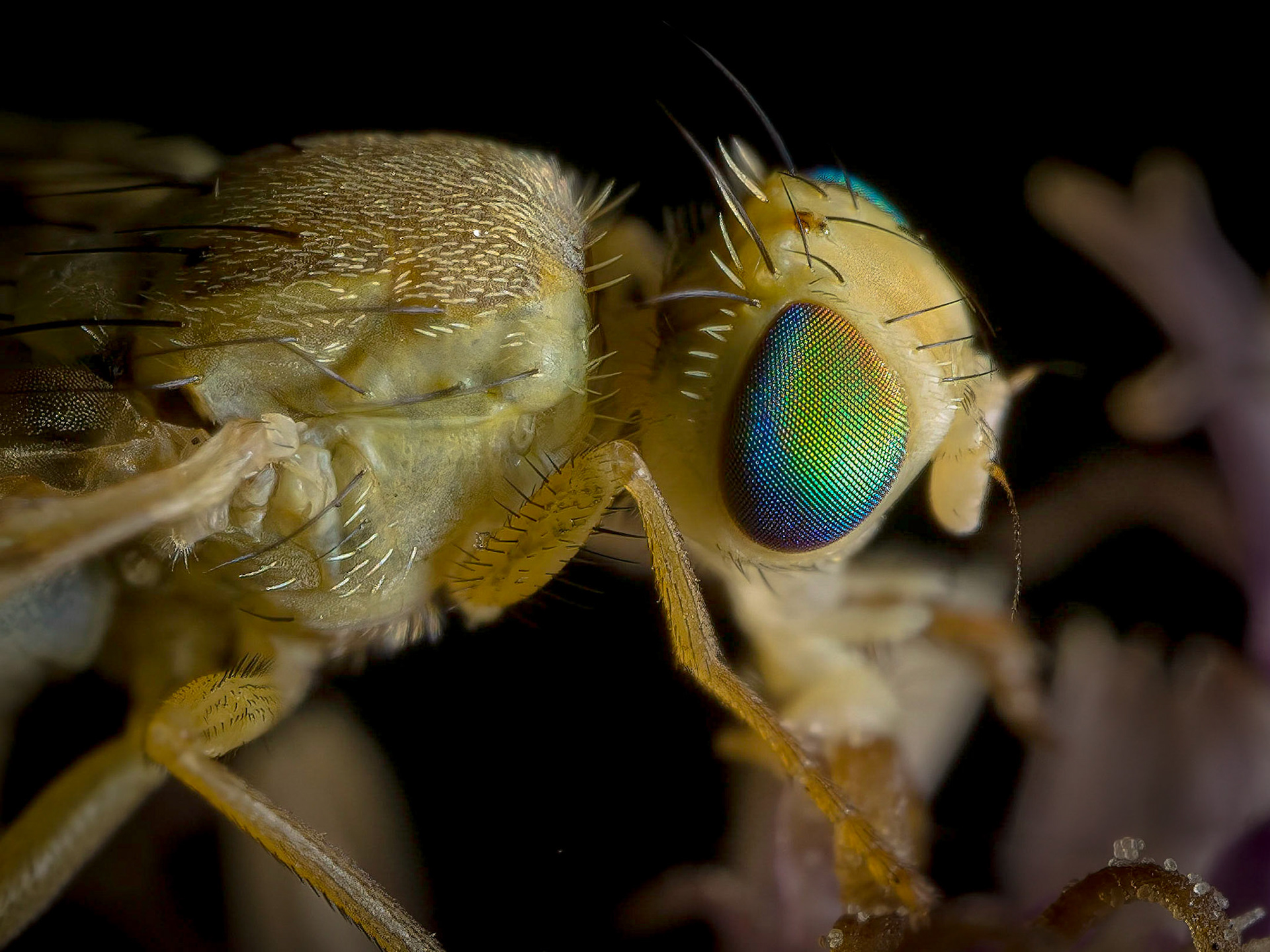 Terellia tussilaginis
