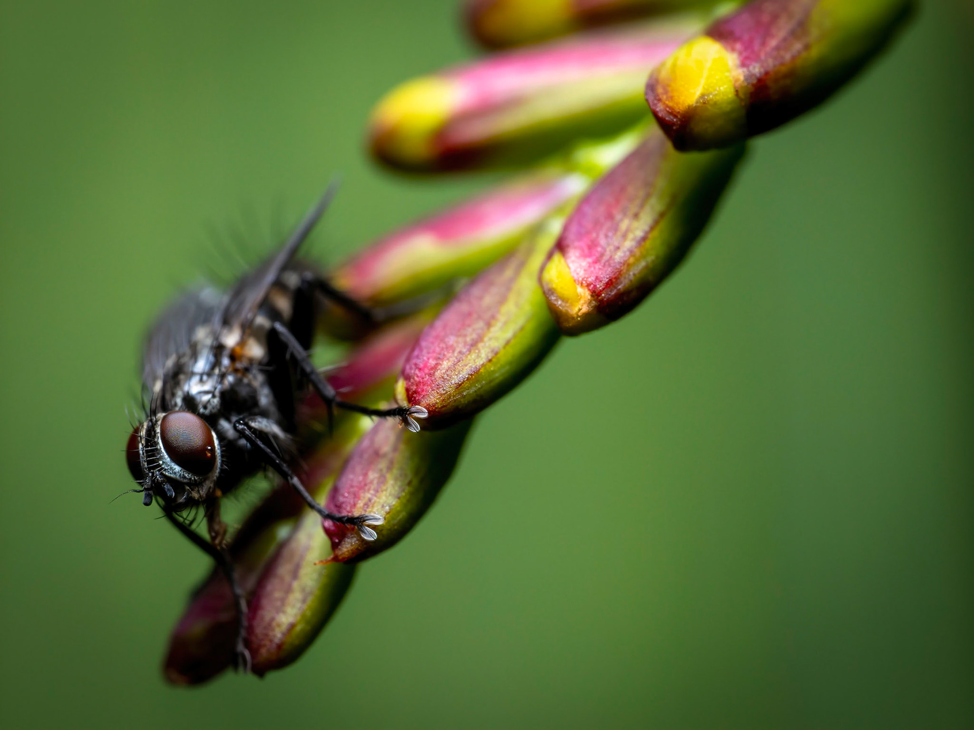 Anthomyiidae indet.