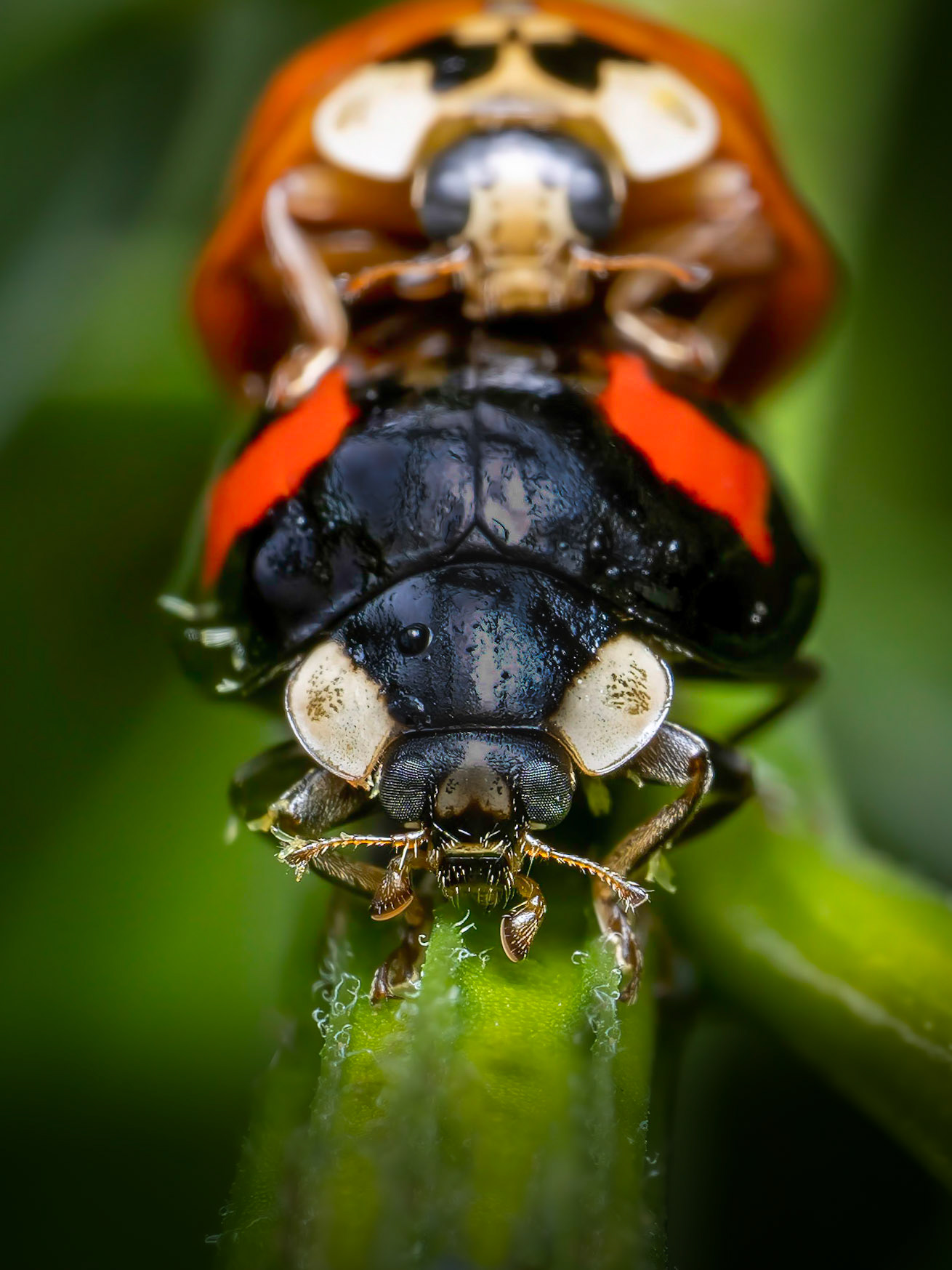 Harmonia axyridis