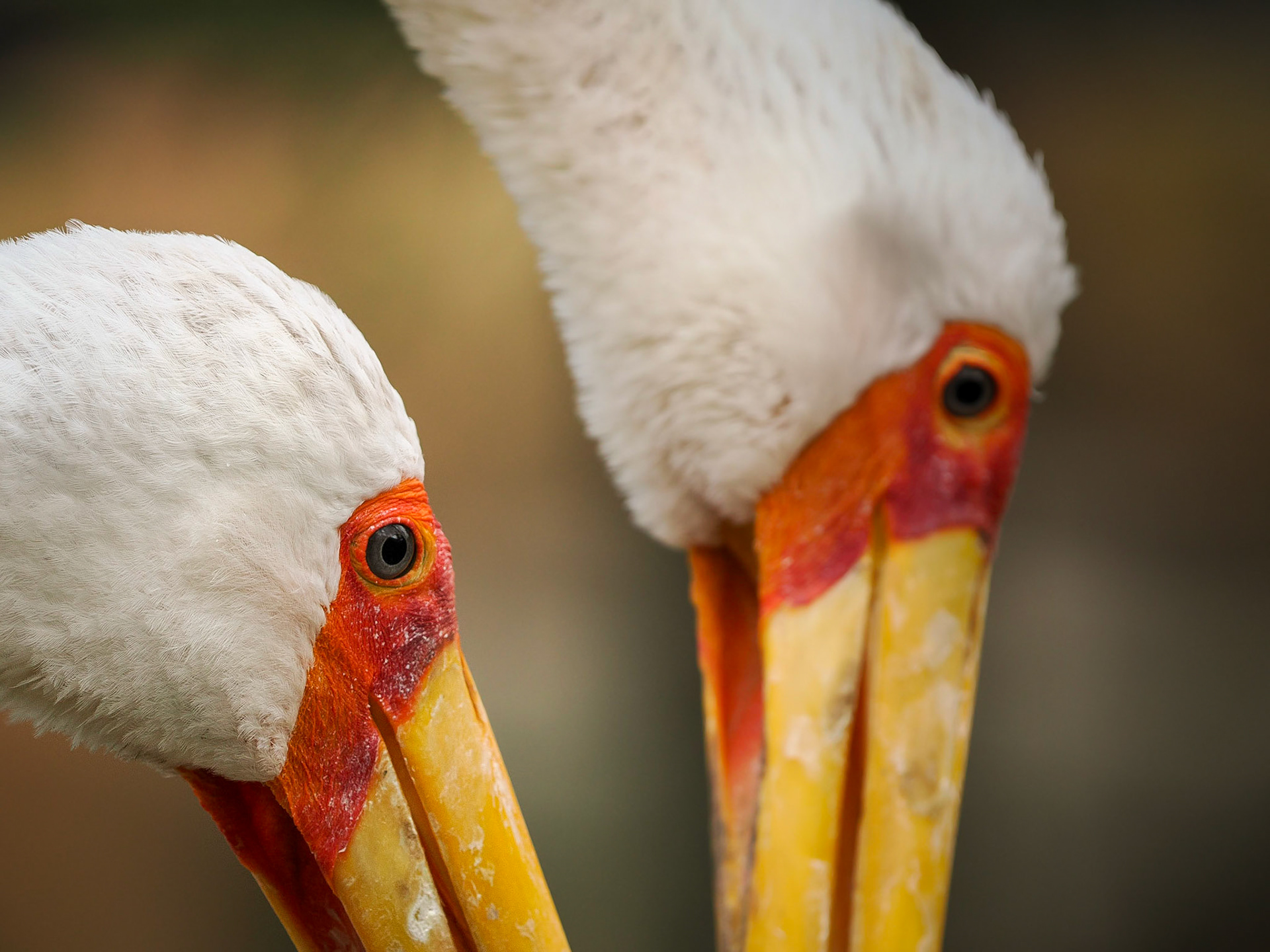 Mycteria ibis