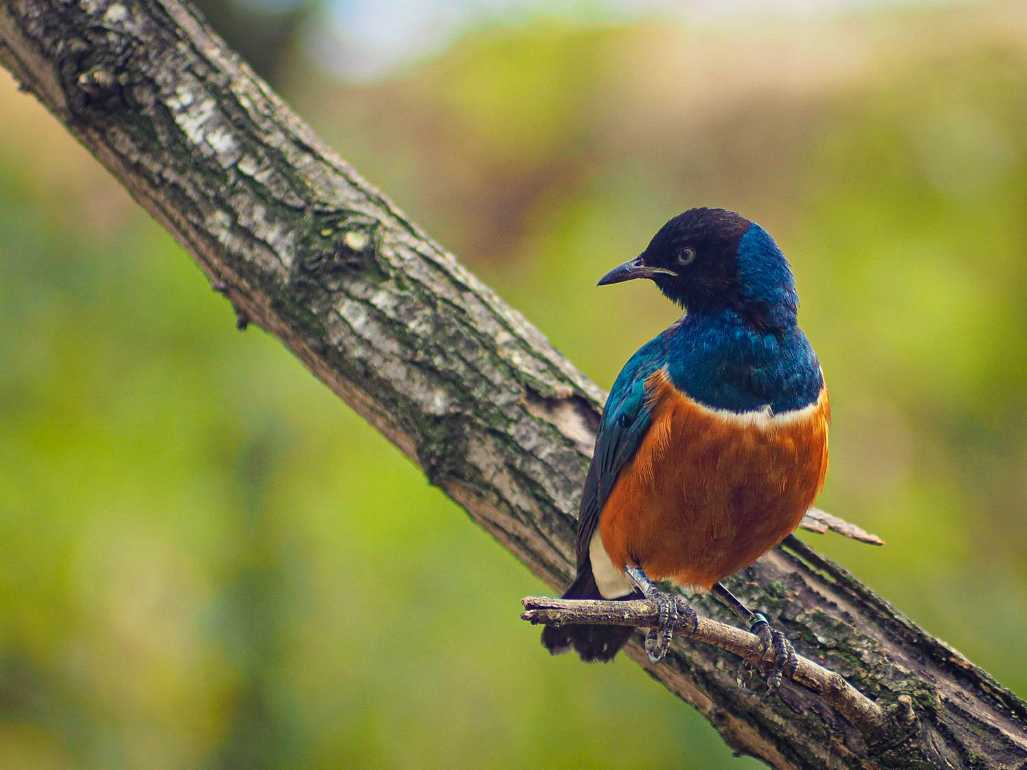 Lamprotornis superbus