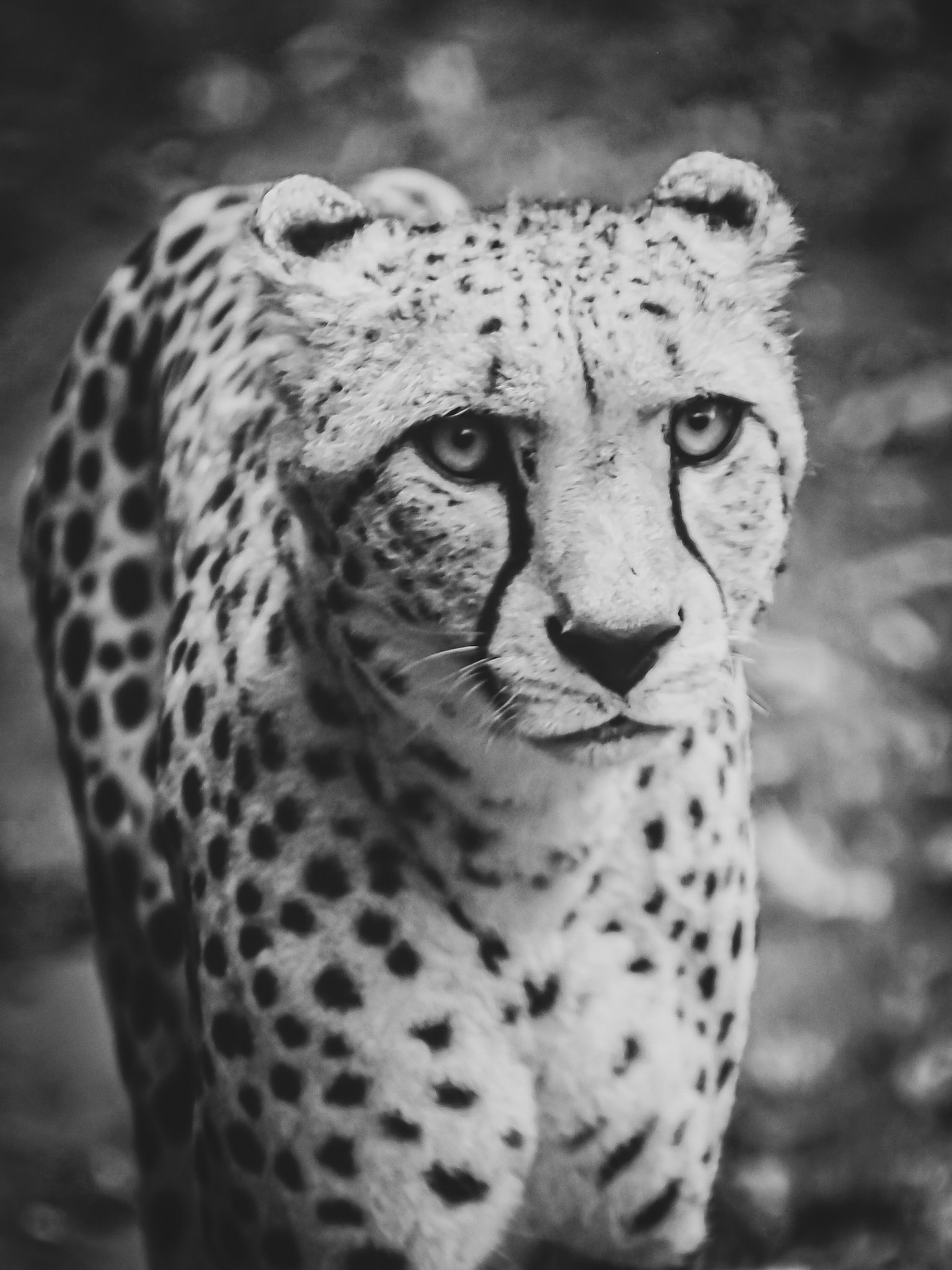 Acinonyx jubatus