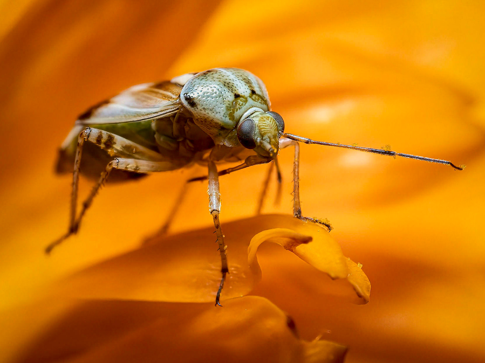 Lygus pratensis