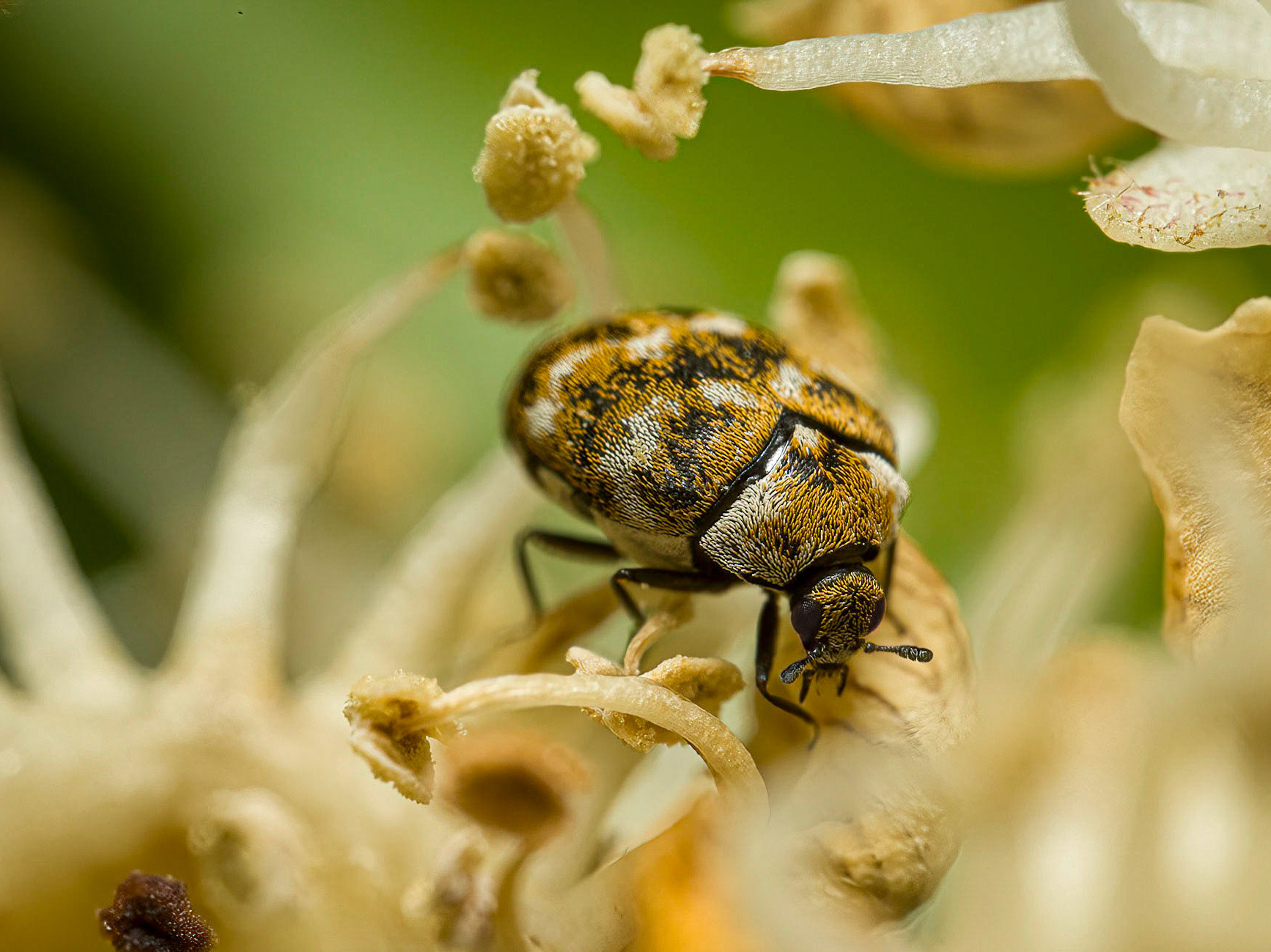 Anthrenus verbasci