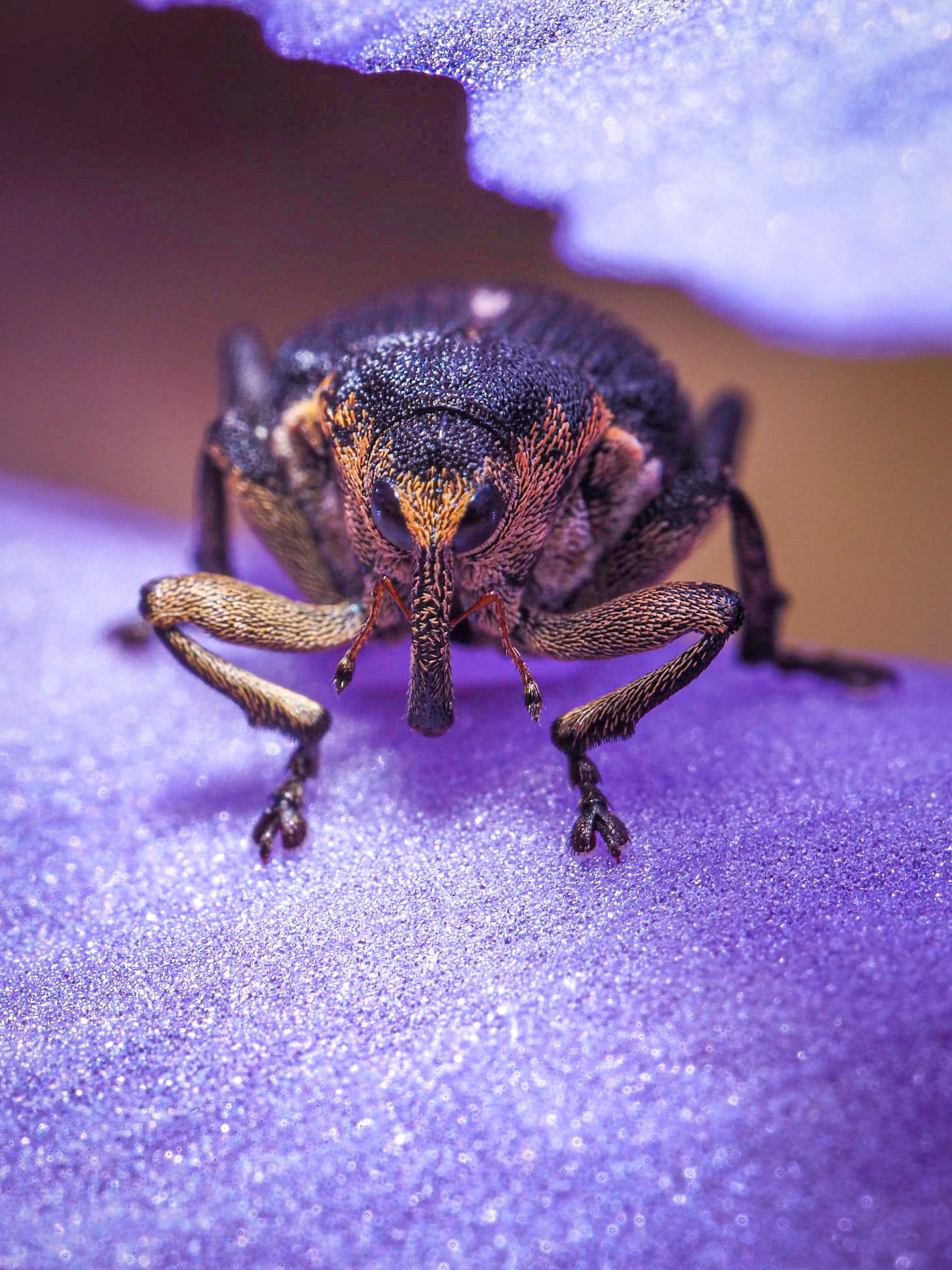 Mononychus punctumalbum