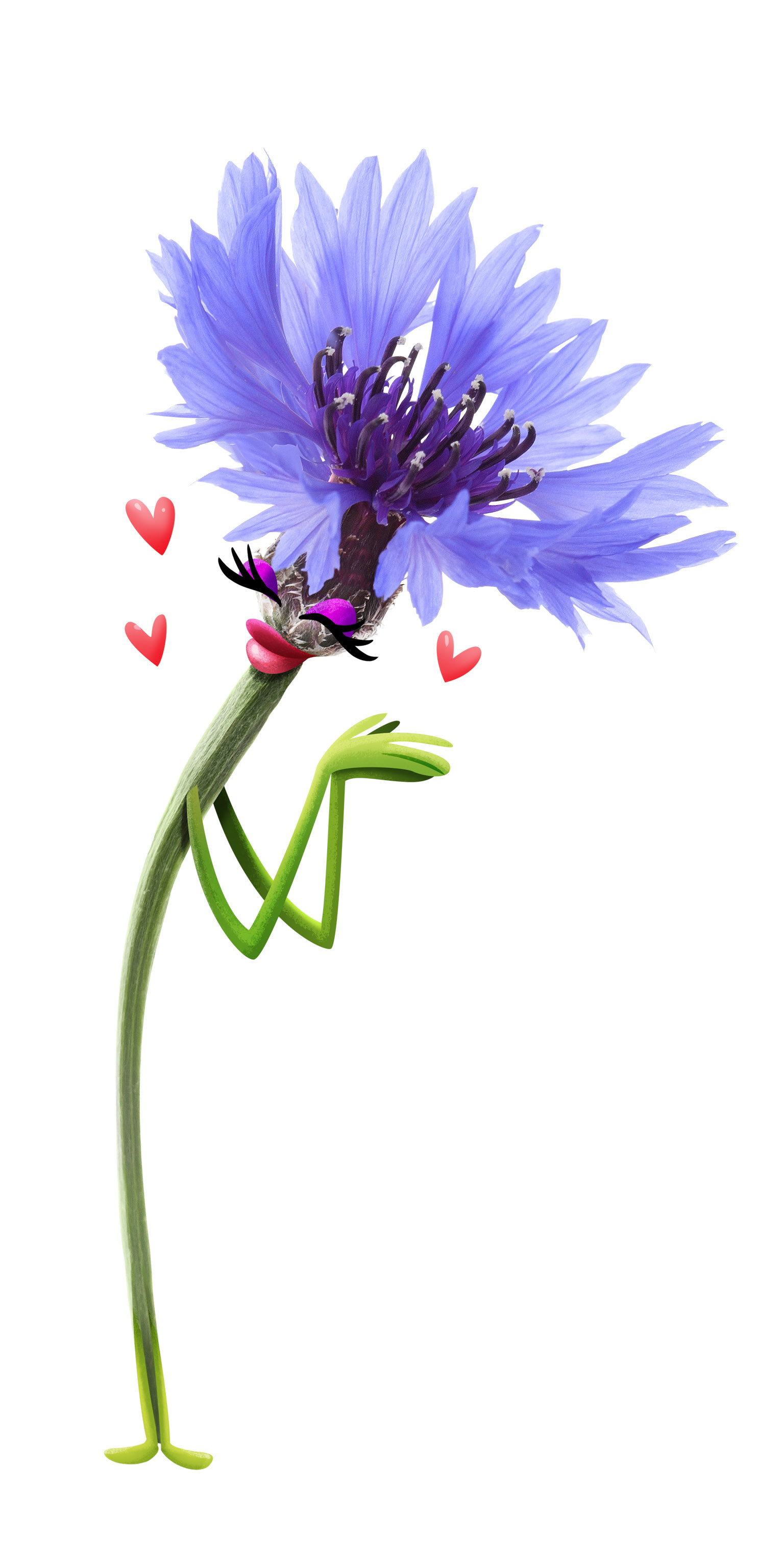 CORNFLOWER FINAL