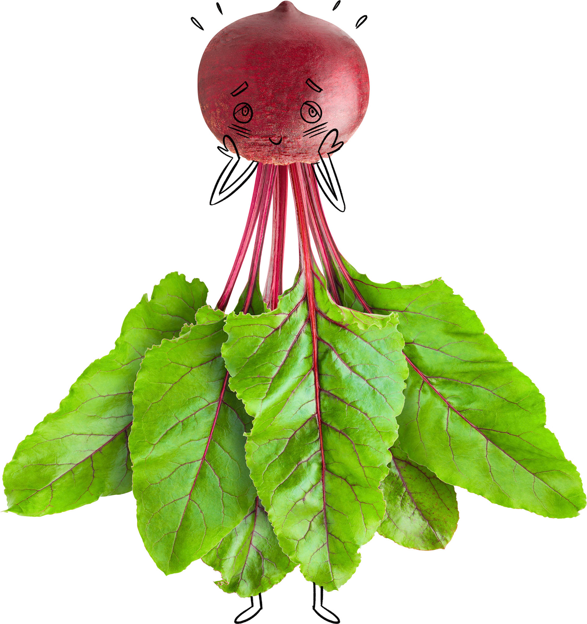 RADISH DRAFT