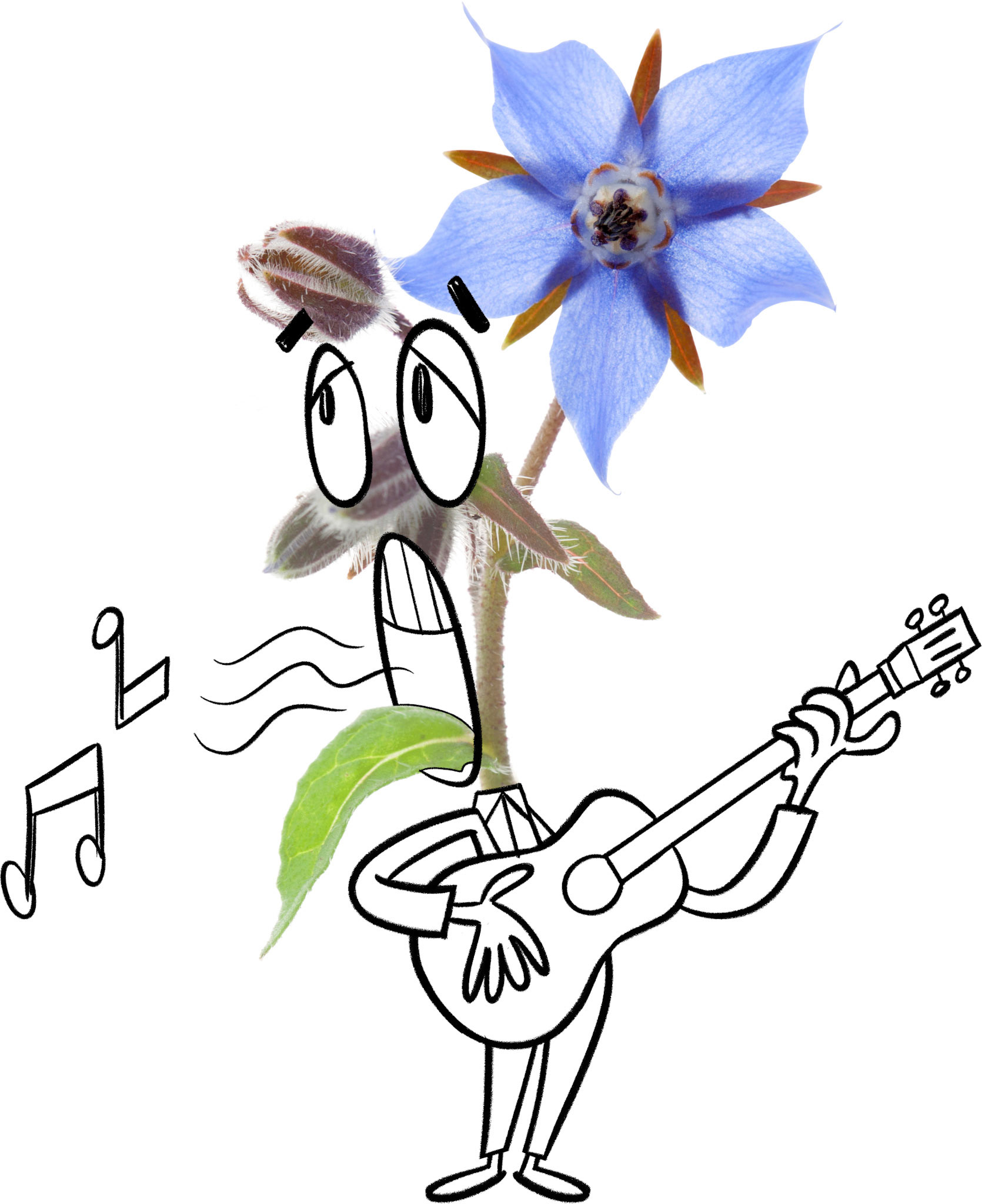 BORAGE DRAFT