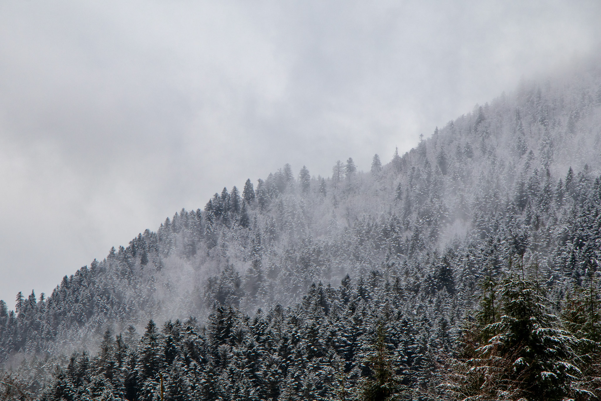 Vosges