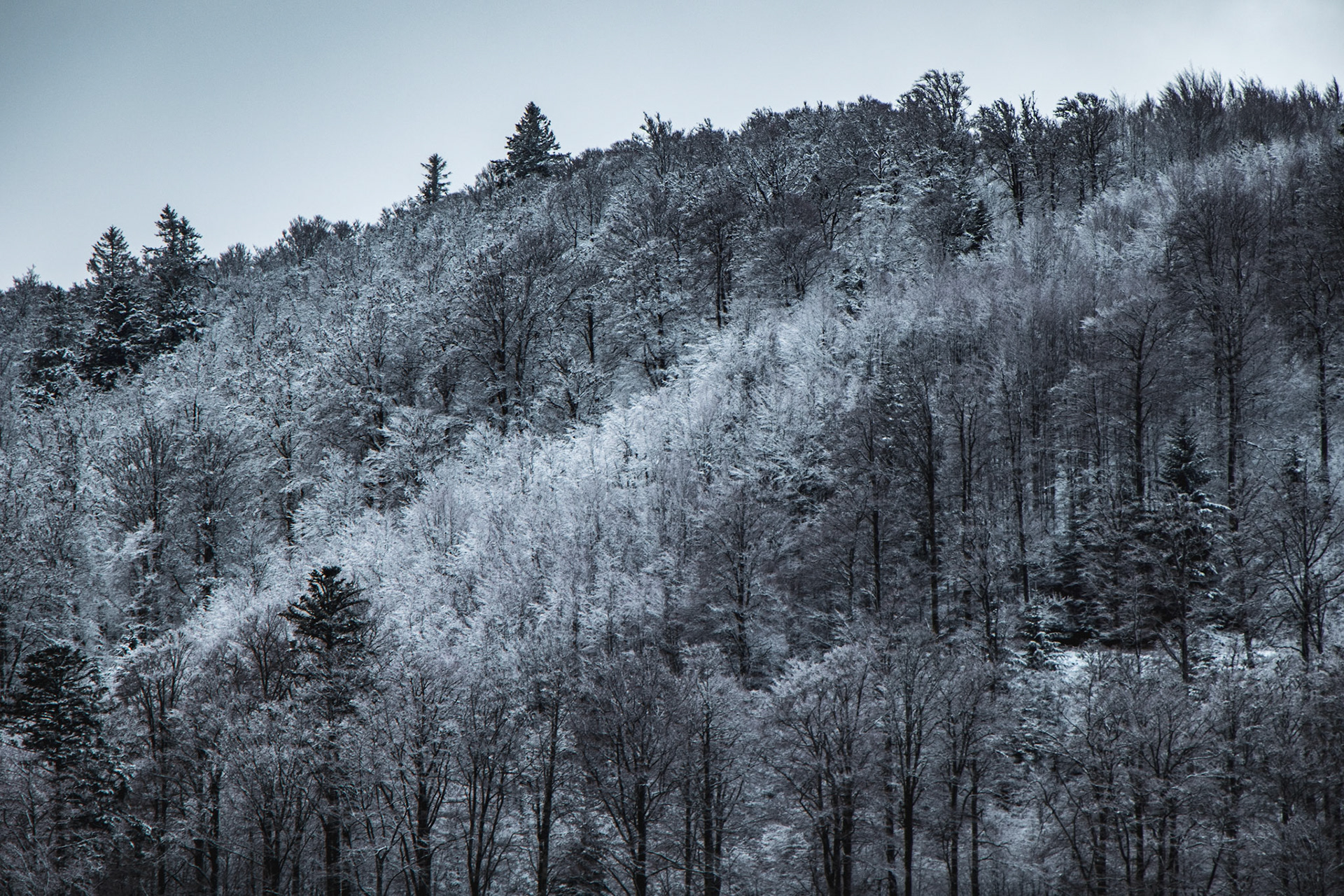Vosges