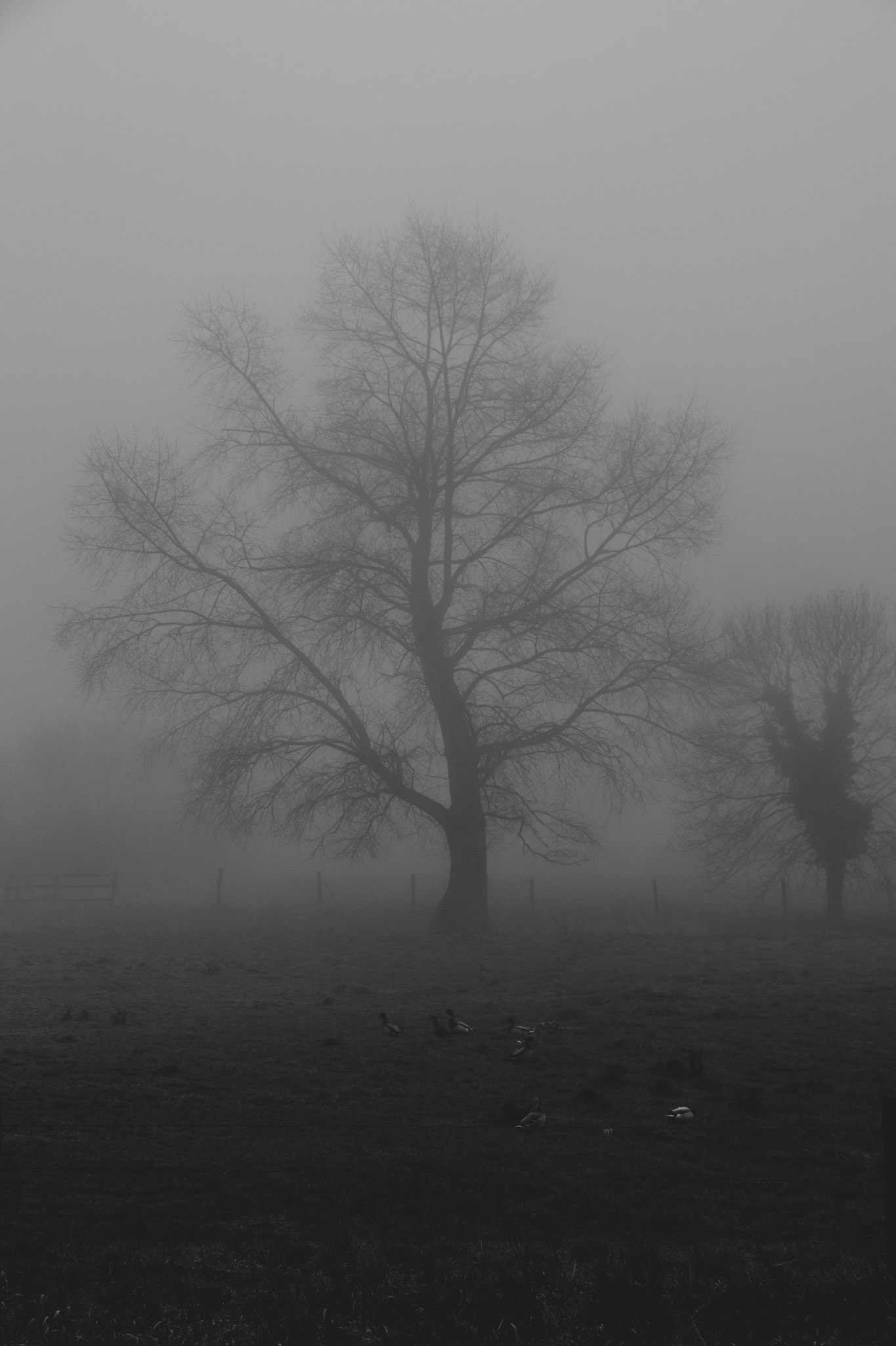 Nord