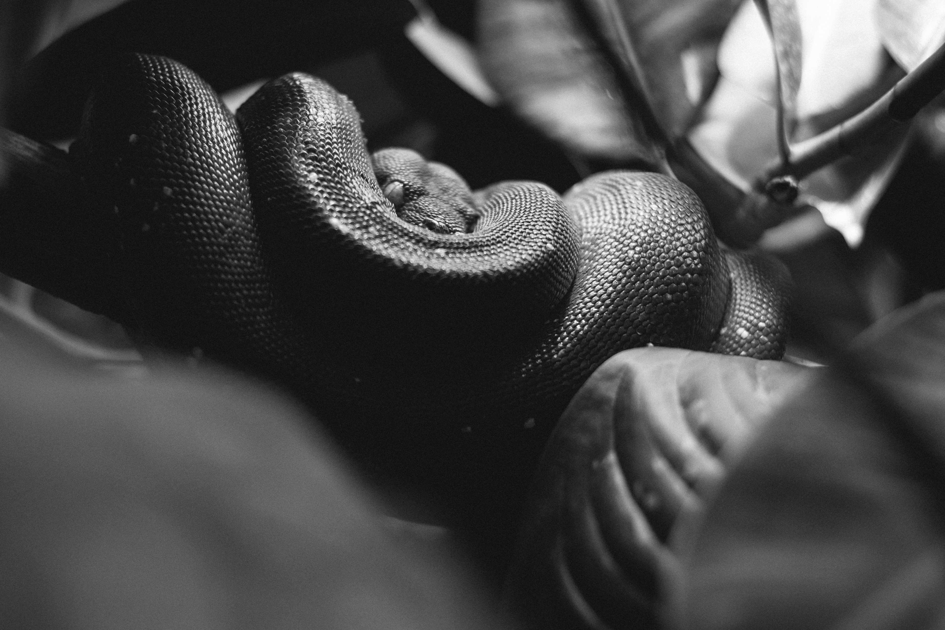 Zoo Wuppertal, 2018.