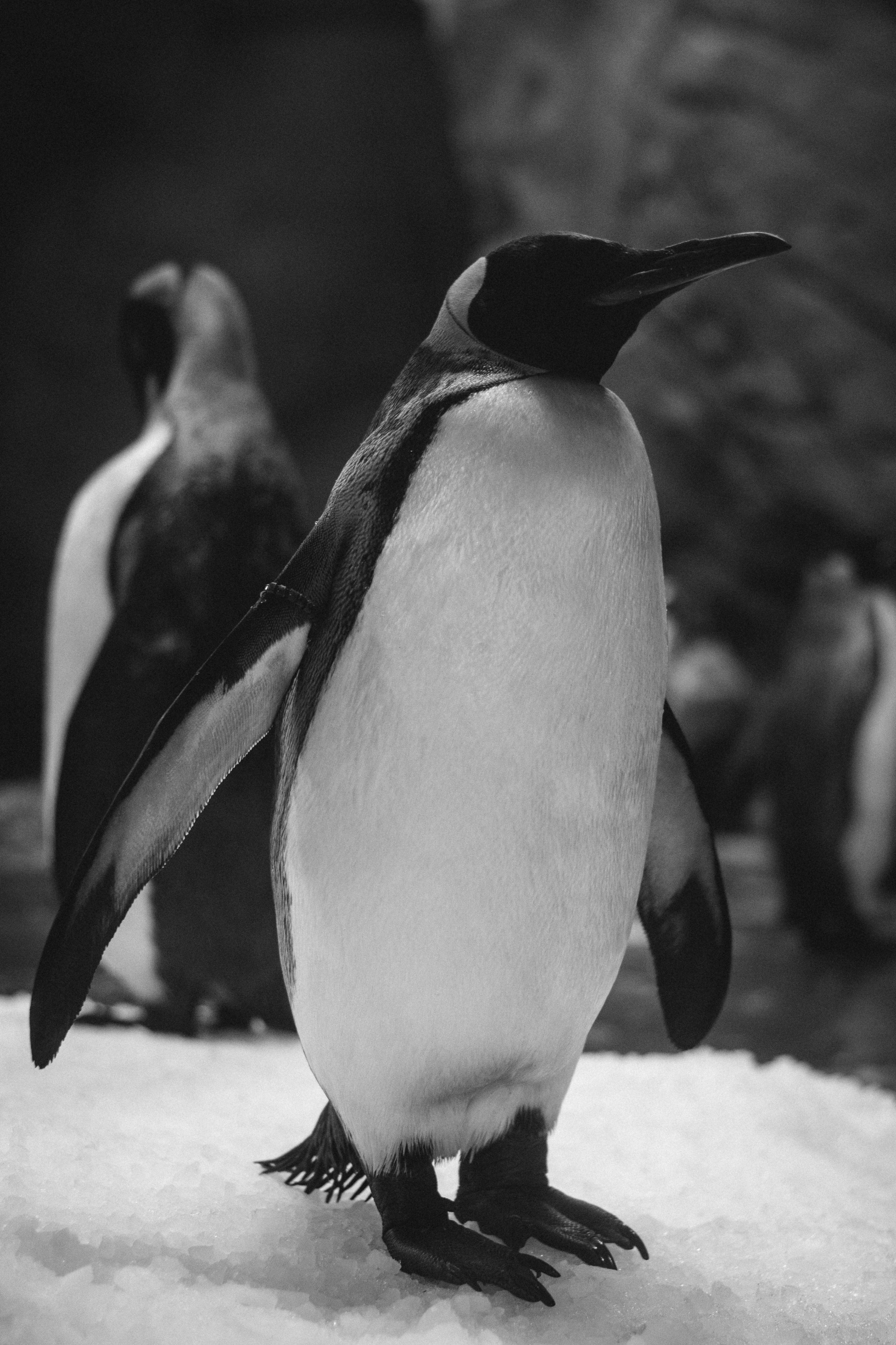 Zoo Wuppertal, 2018.