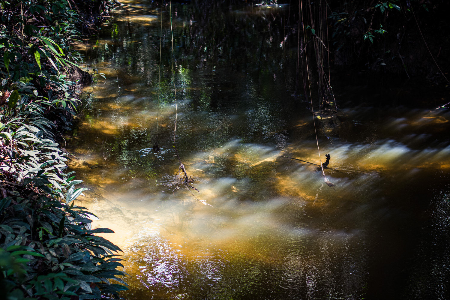 Mulu National Park, Malaysia, 2019.