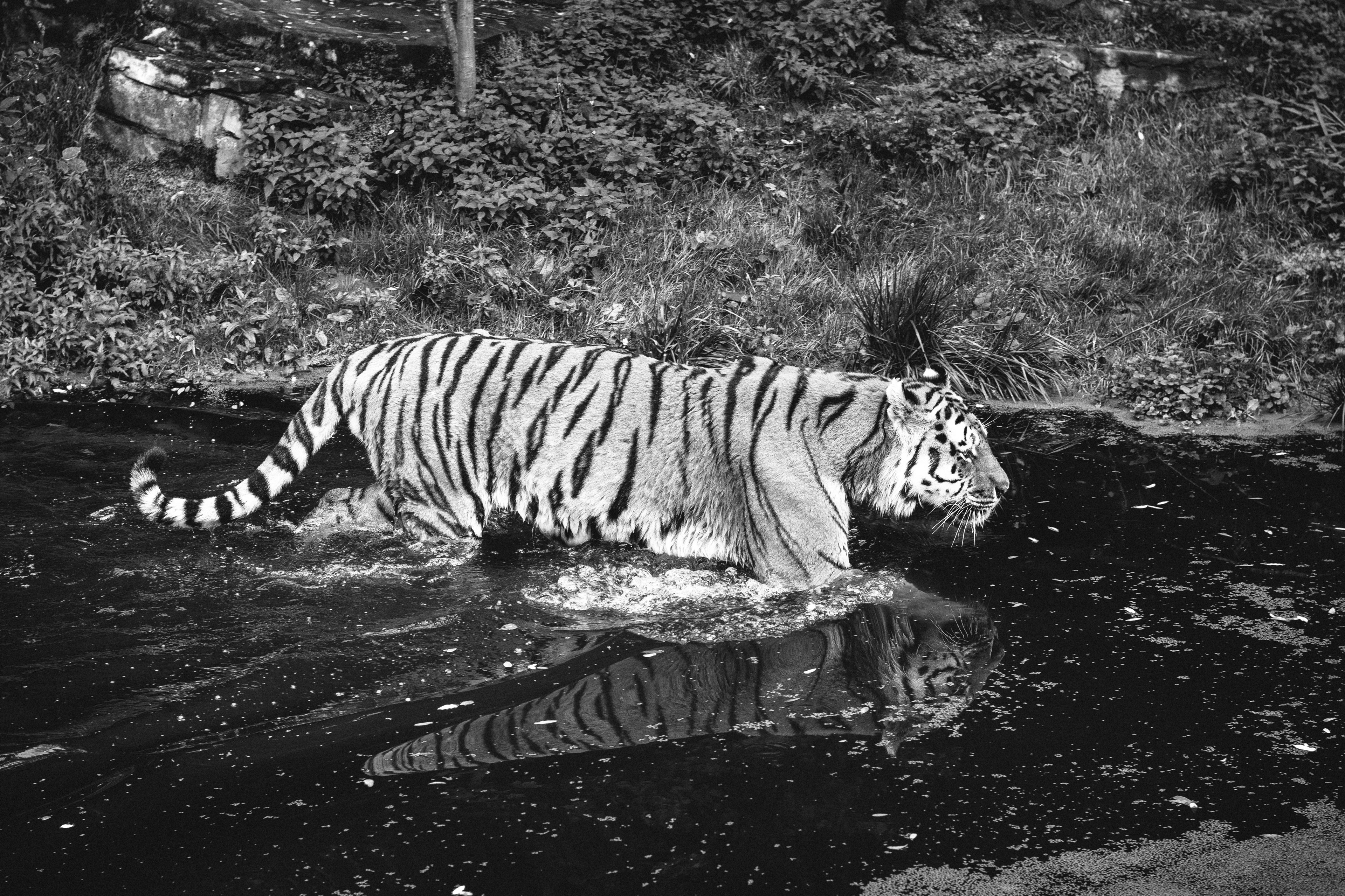 Zoo Wuppertal, 2018.