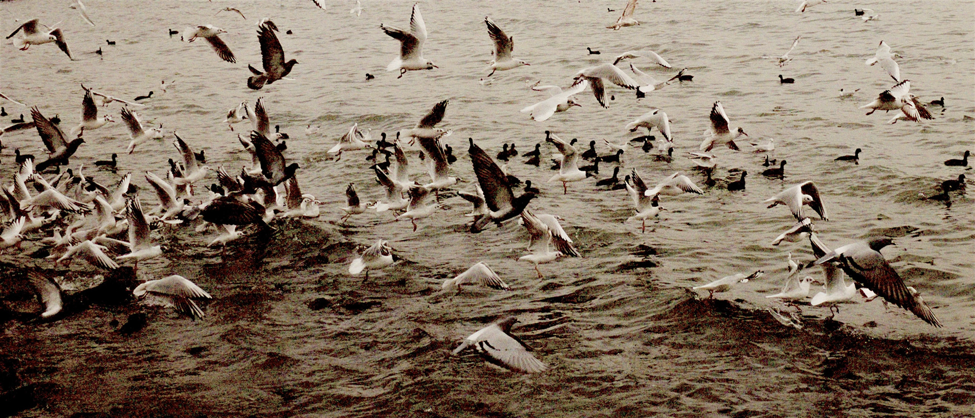 between the nuclear research centre and Menekşe Plajı: gulls, pigeons and Eurasian coots on the south-eastern side of Küçükçekmece Gölü
