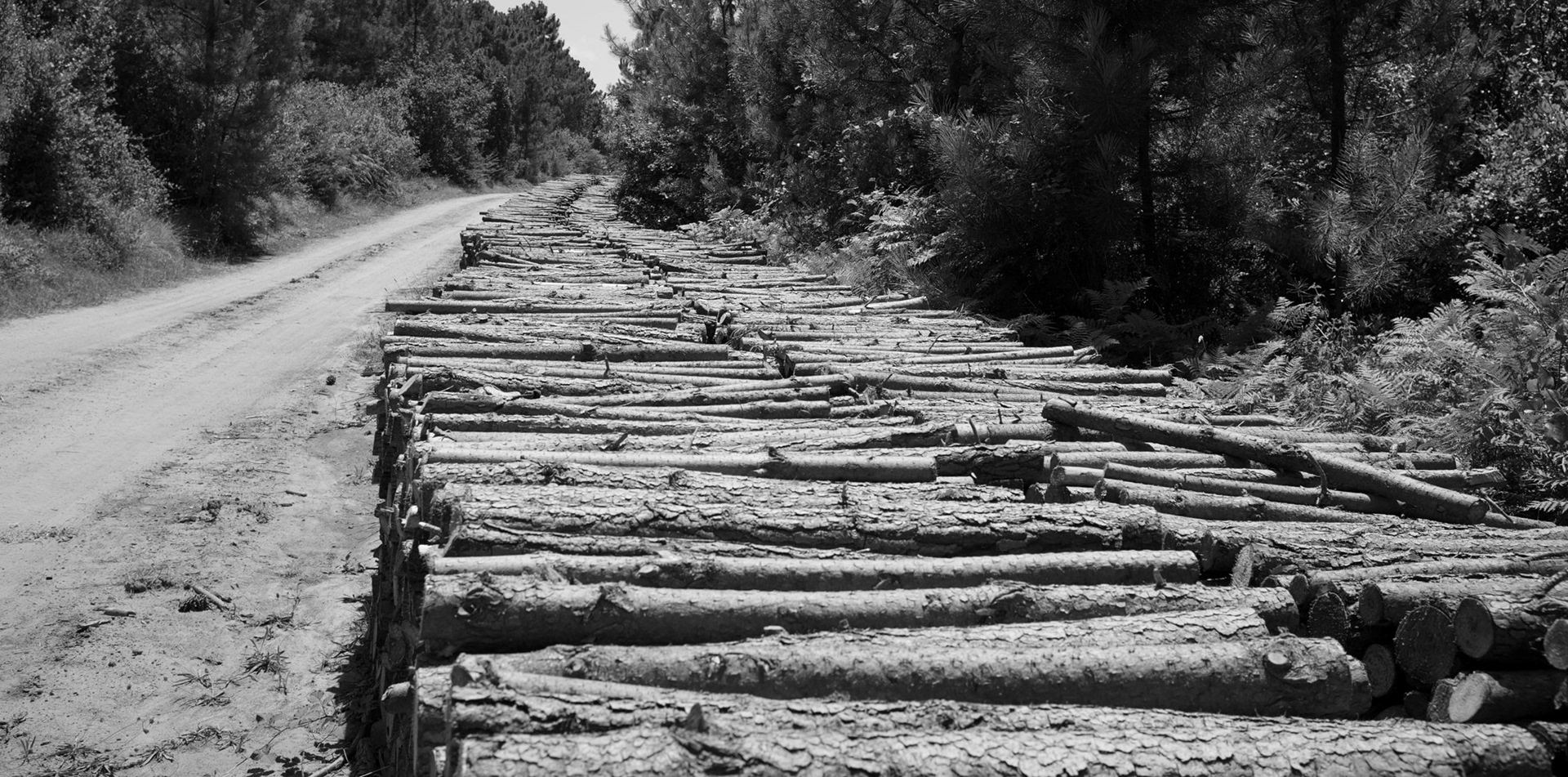 stacked logs in the firebreak between Anadolufeneri and Riva