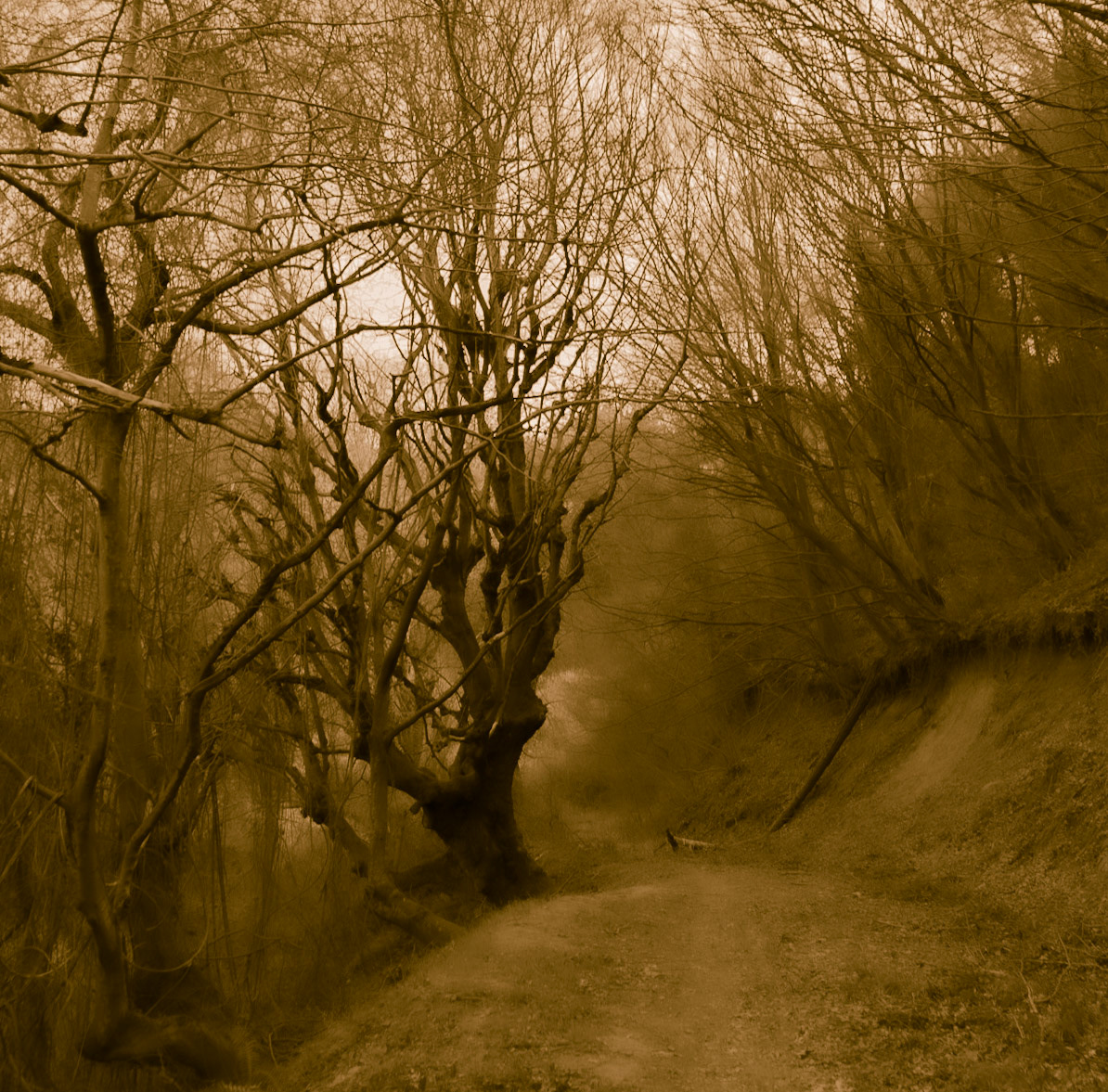 between Şamlar upper reservoir and Kayabaşı walking track: the old tree