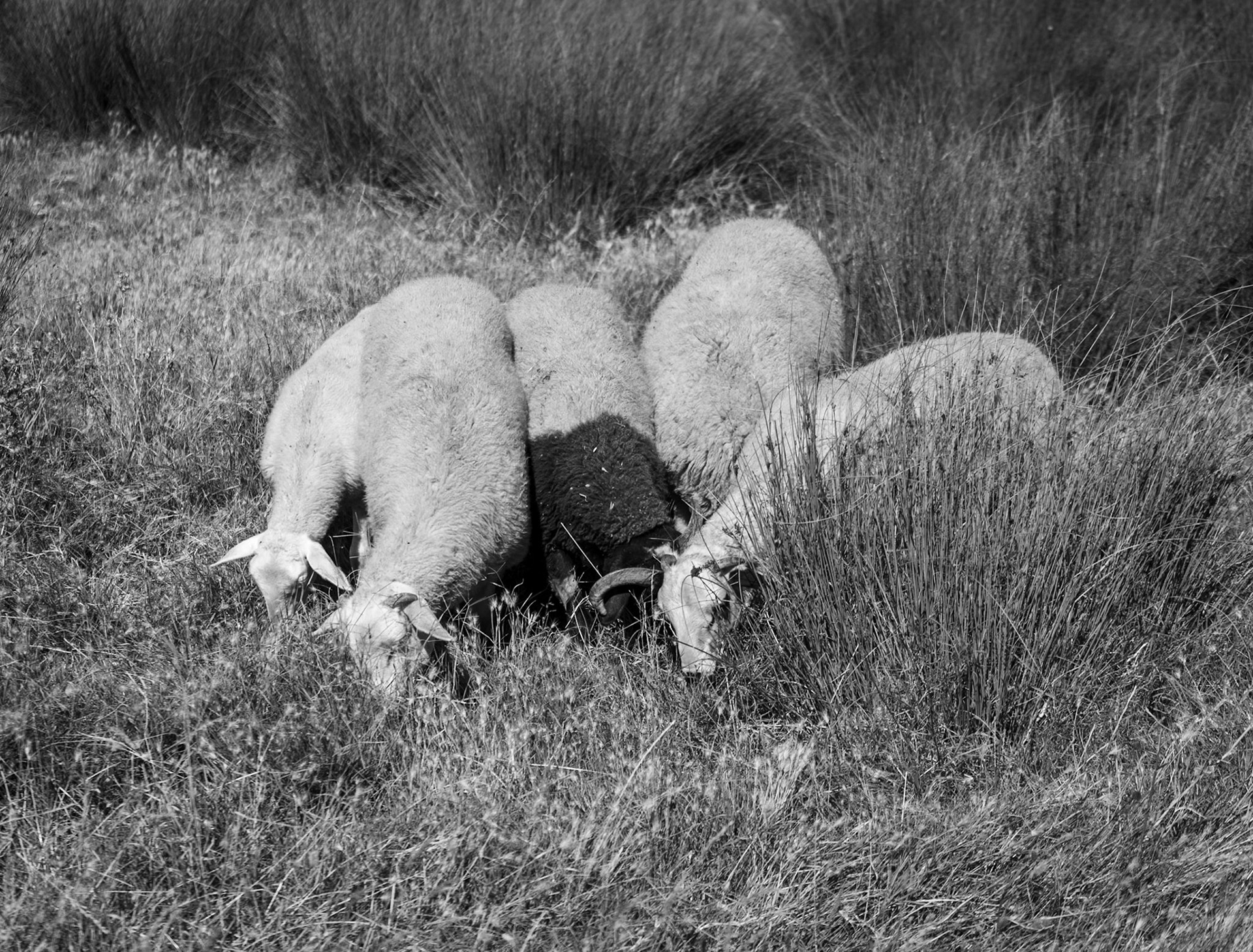 Köseler: sheep
