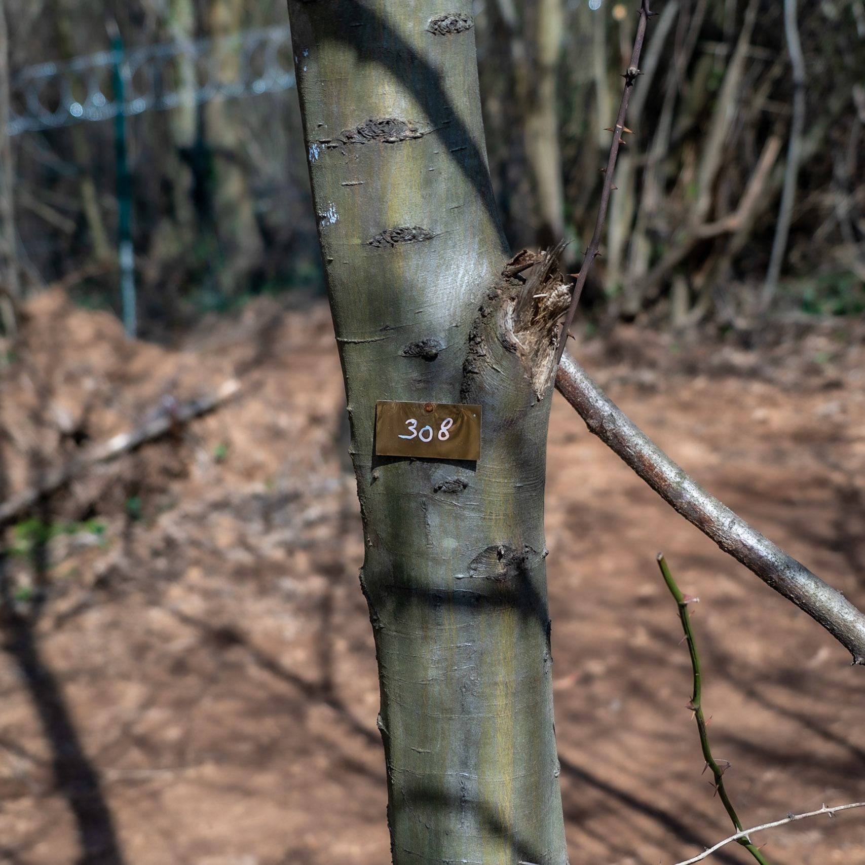 Kaymakdonduran woods: does the number mean the tree is marked for felling or for saving?