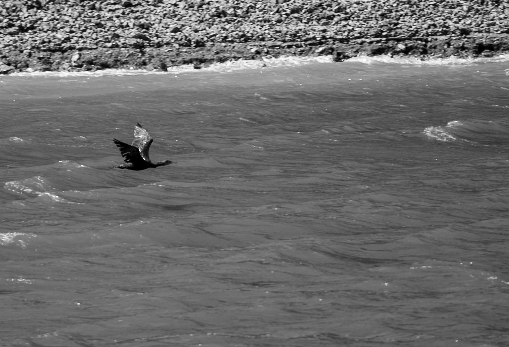 Paşaköy gorge: wild goose (?)
