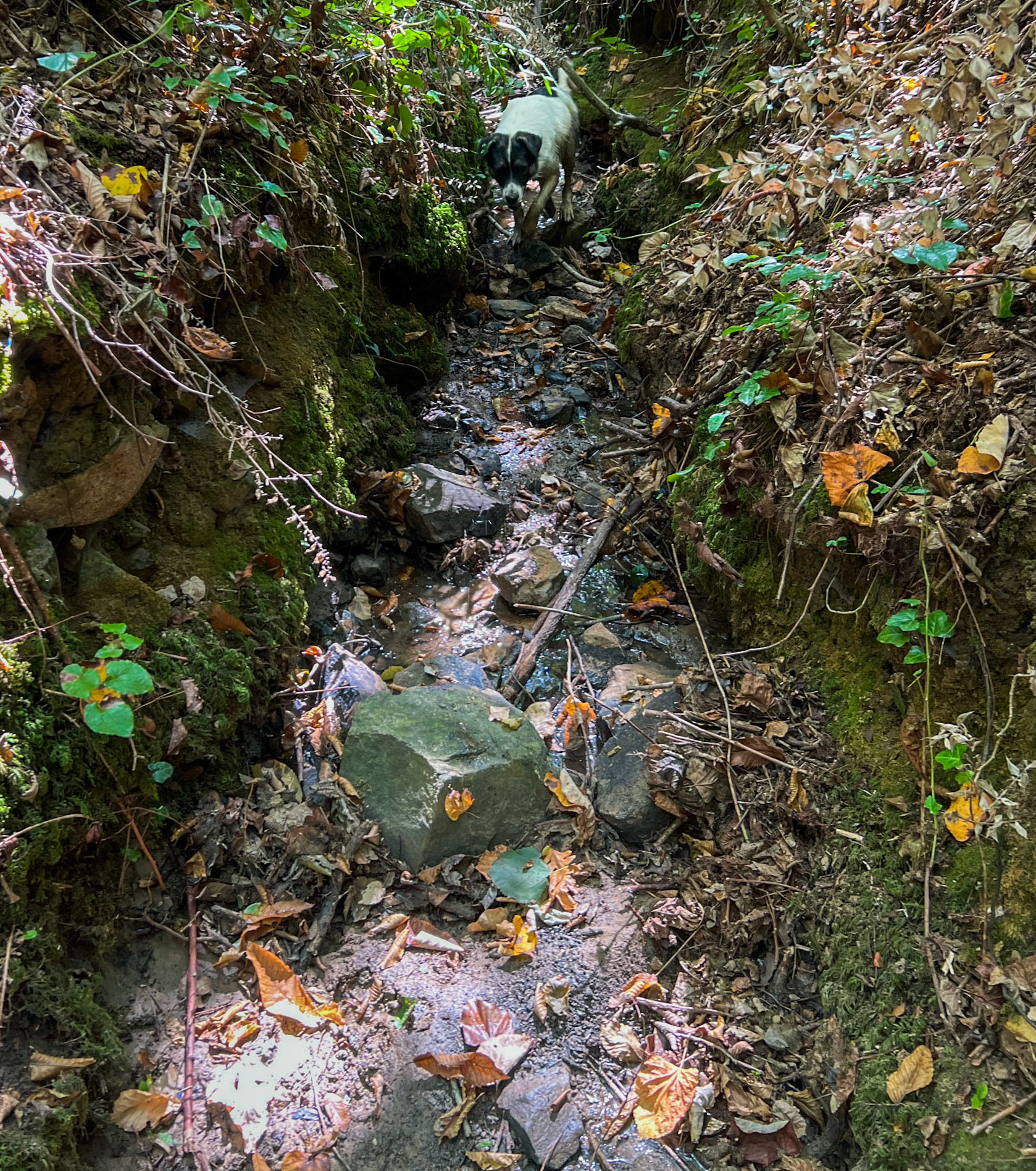 Kılıçlı southeastern streambed: daydog in the stream
