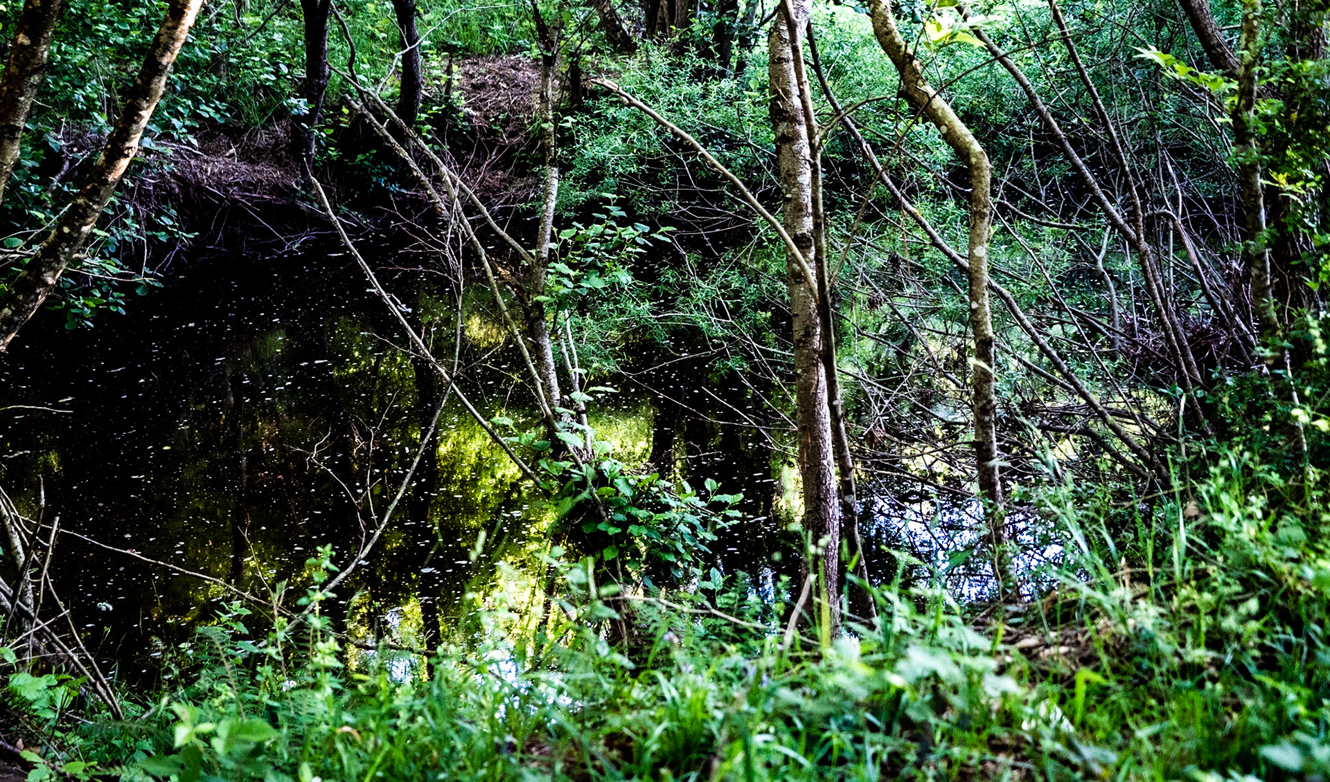 Kargalı northwestern forest: stream and forest