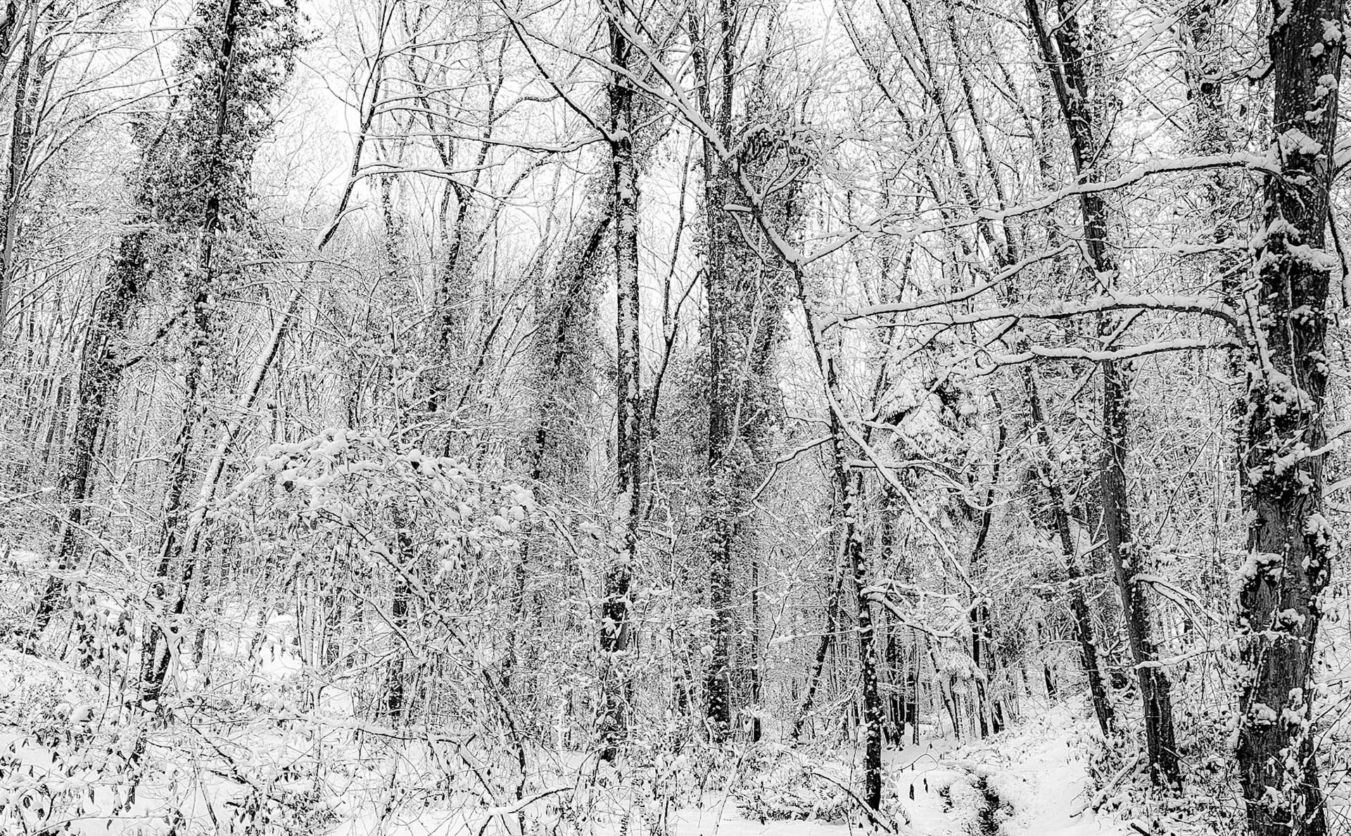Neşet Suyu forest: snow  covered trees