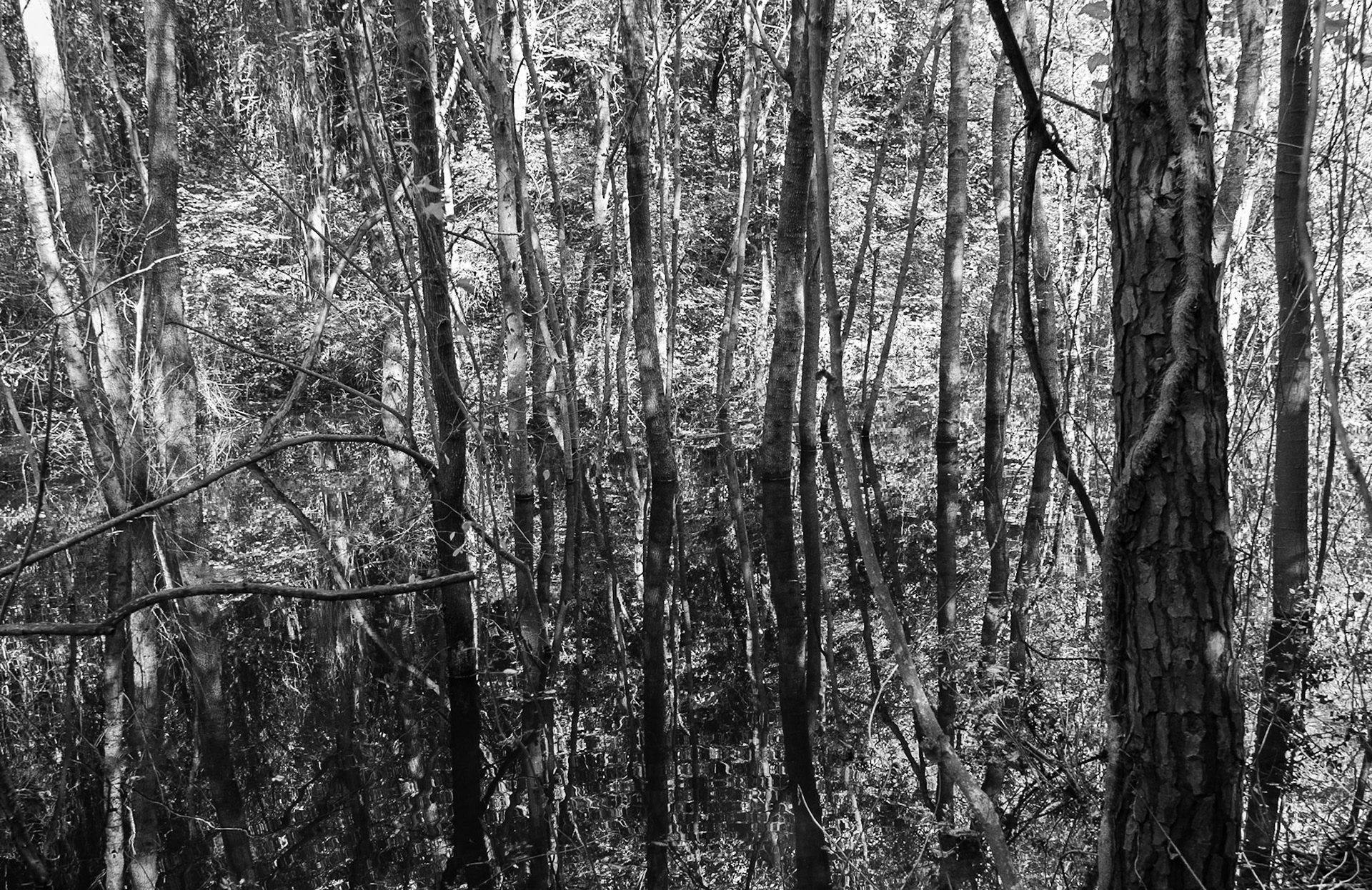 İmrahor swamp: trees and reflections on 15.9.18