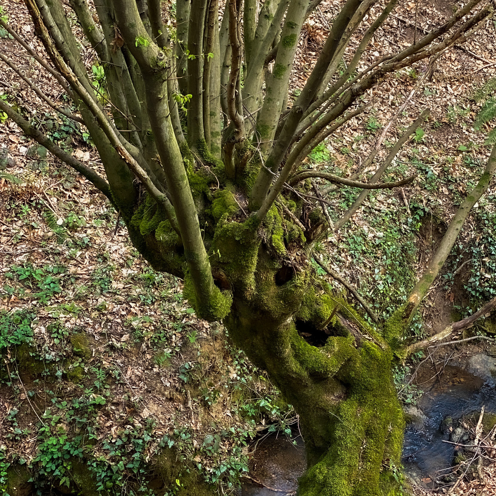 Kozlu stream valley: an old tree