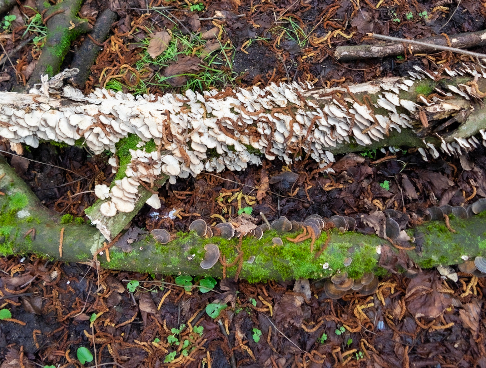 Polonezköy forests: wood fungi