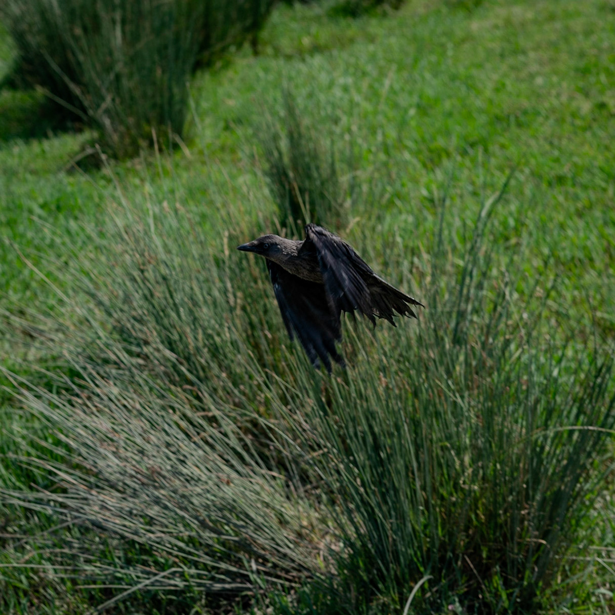 southwestern Küçükçekmece marsh between Istanbul University's veterinary farm and the agricultural faculty: a crow taking flight