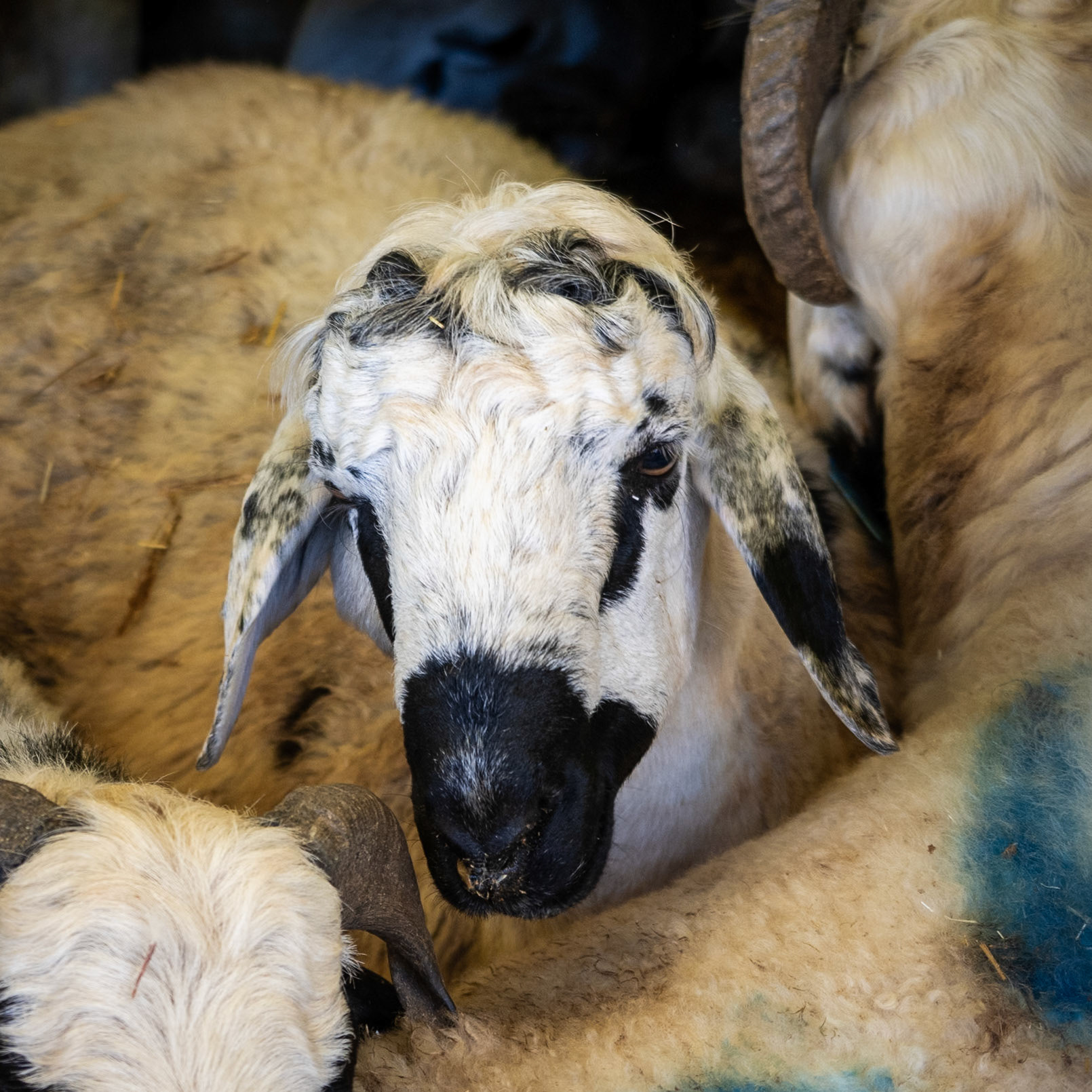 Altınşehir: sheep to be slaughtered at Kurban