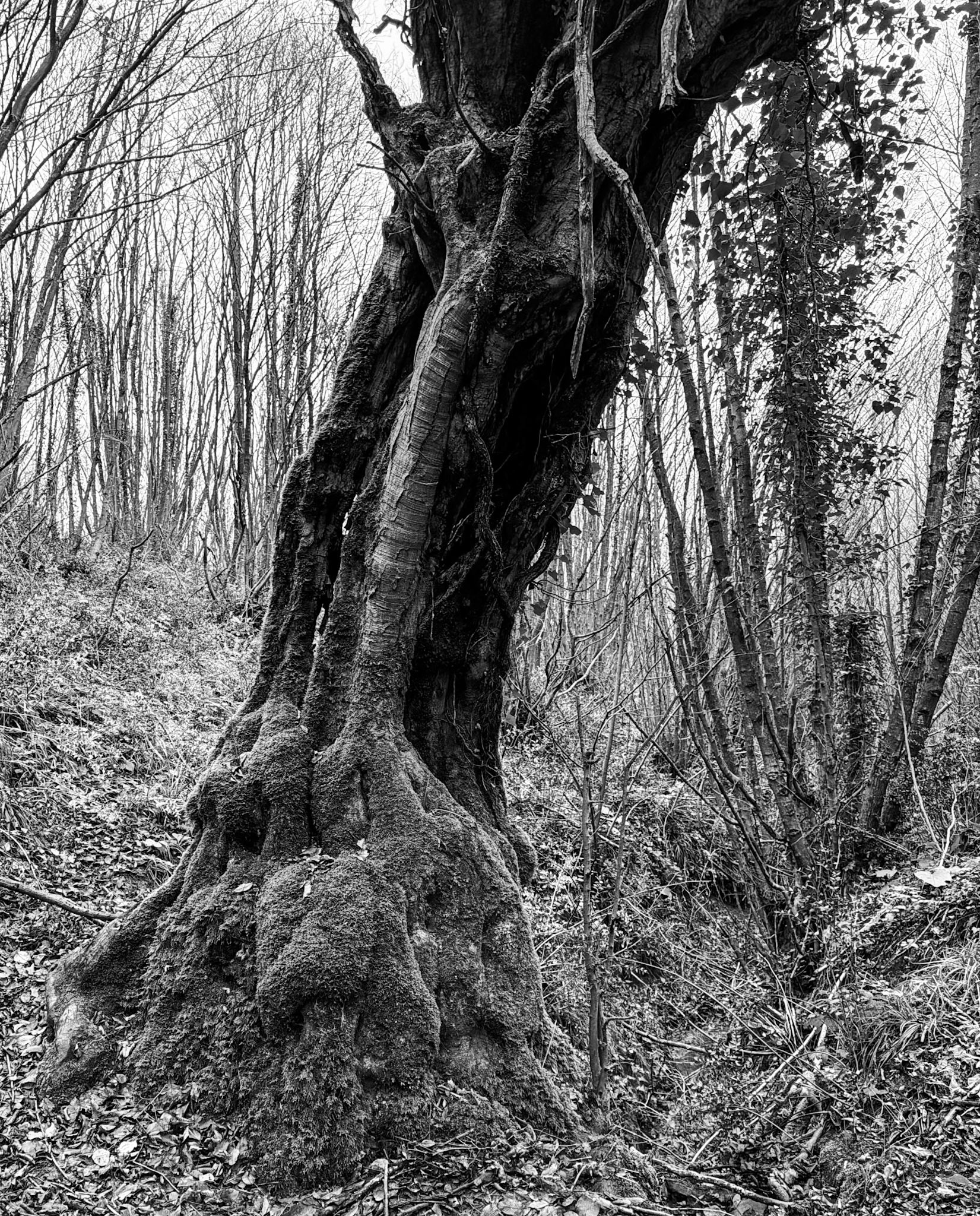 Kılıçlı southeastern stream walk: venerable tree