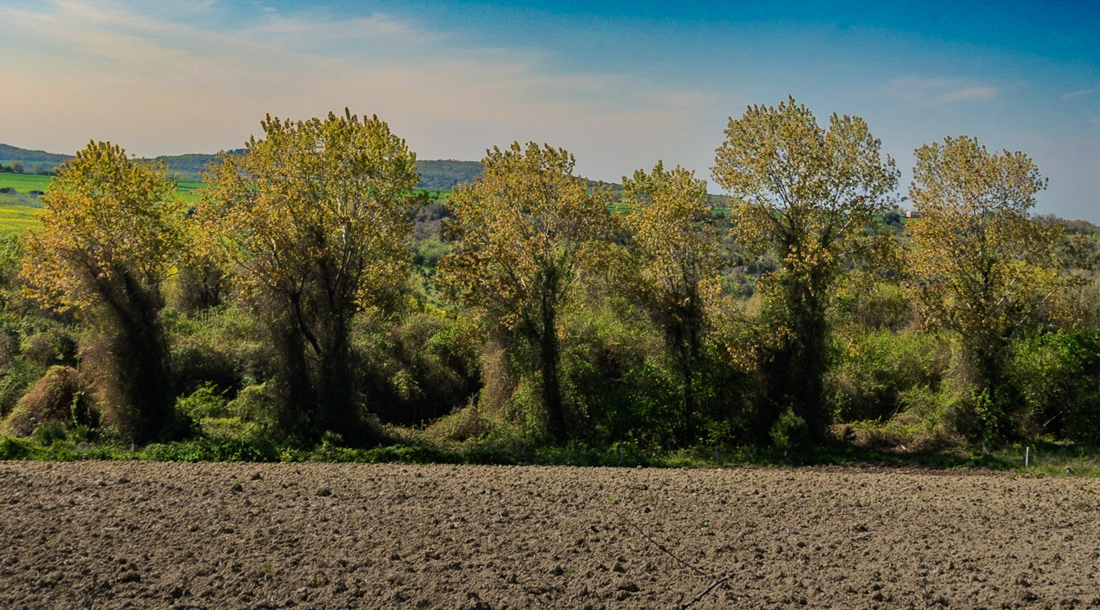 between Terkos and Boyalık: trees in blossom