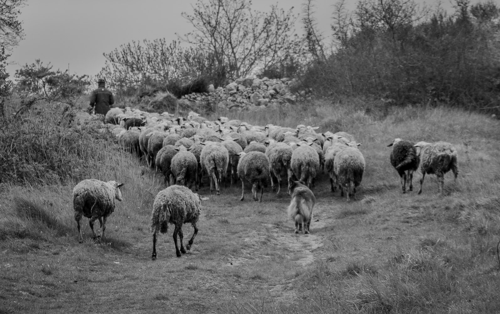 Boyalık: shepherd, flock and sheepdog