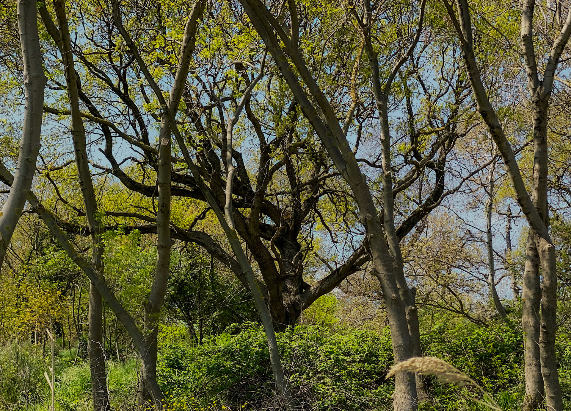 Küçükçekmece western lakeside: a fine spreading tree