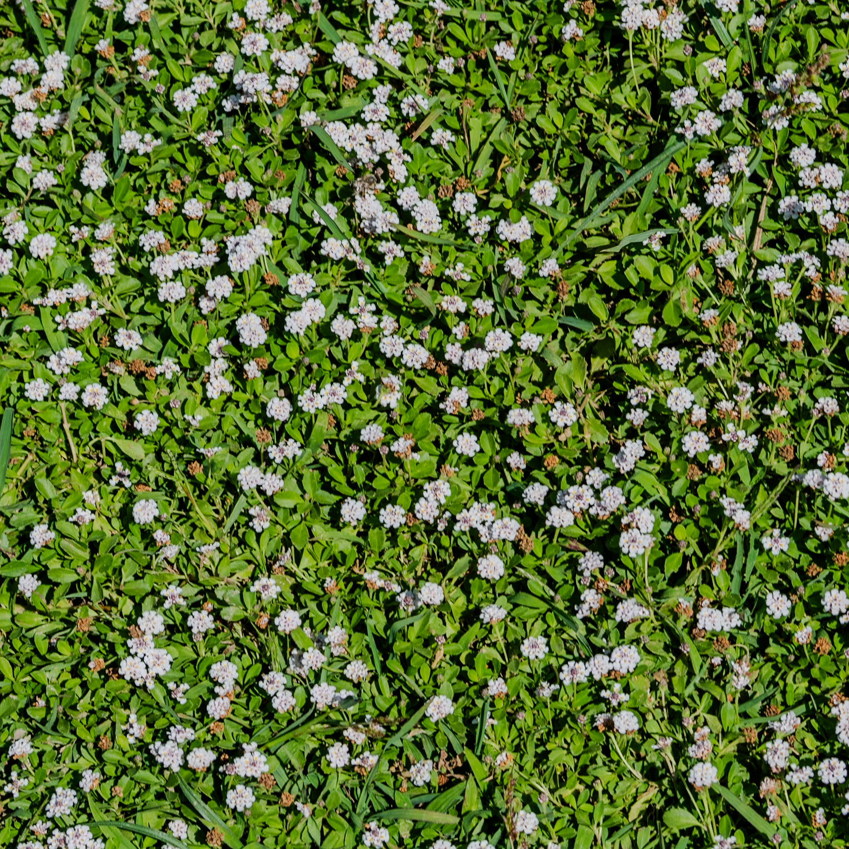 western Ömerli reservoir: a carpet of white flowers