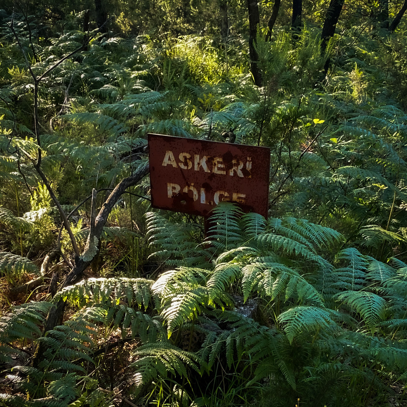 Kargalı northwestern forest: disused army training area