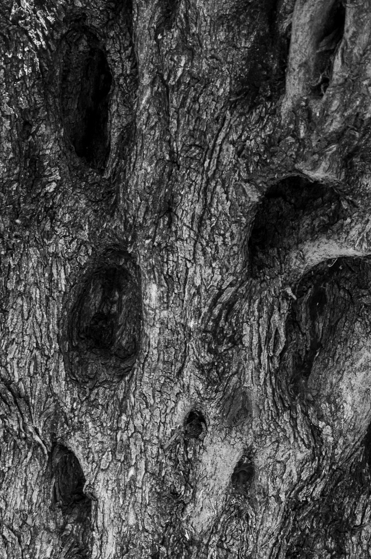 Kapaklı Tepesi: old olive tree