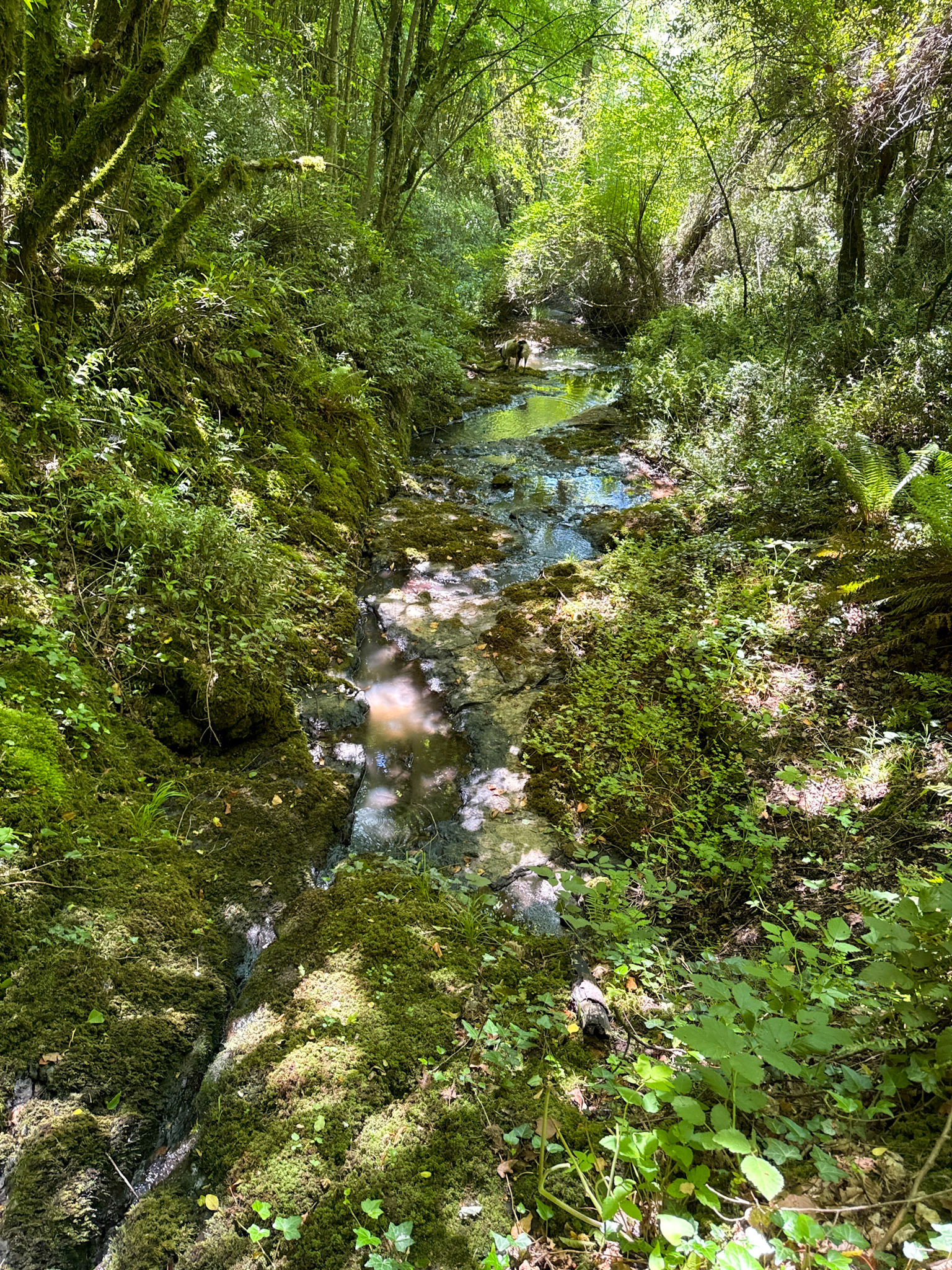 Kılıçlı southeastern stream walk: Bonnie leads the way